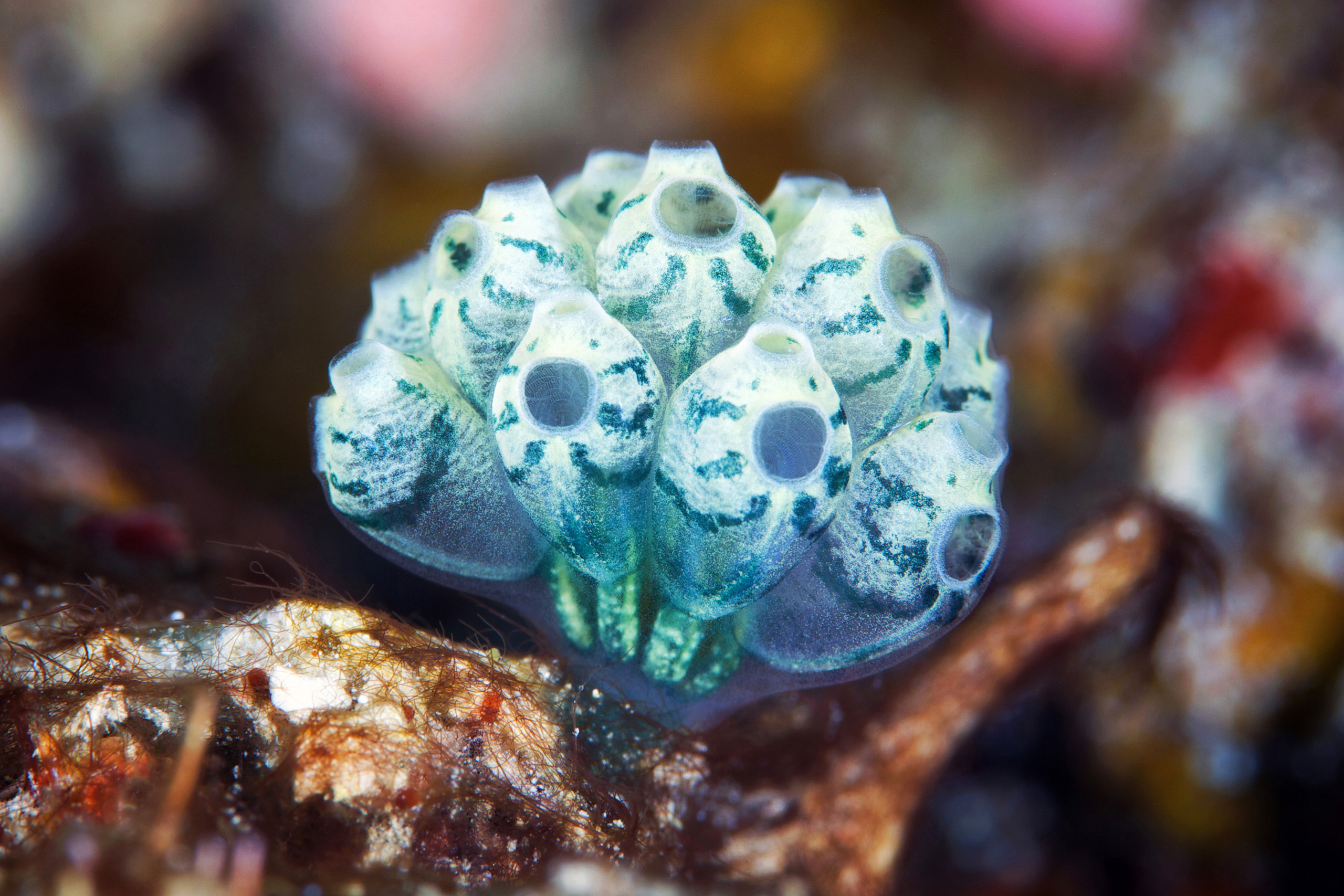 Ascidian colony – unidentified 1