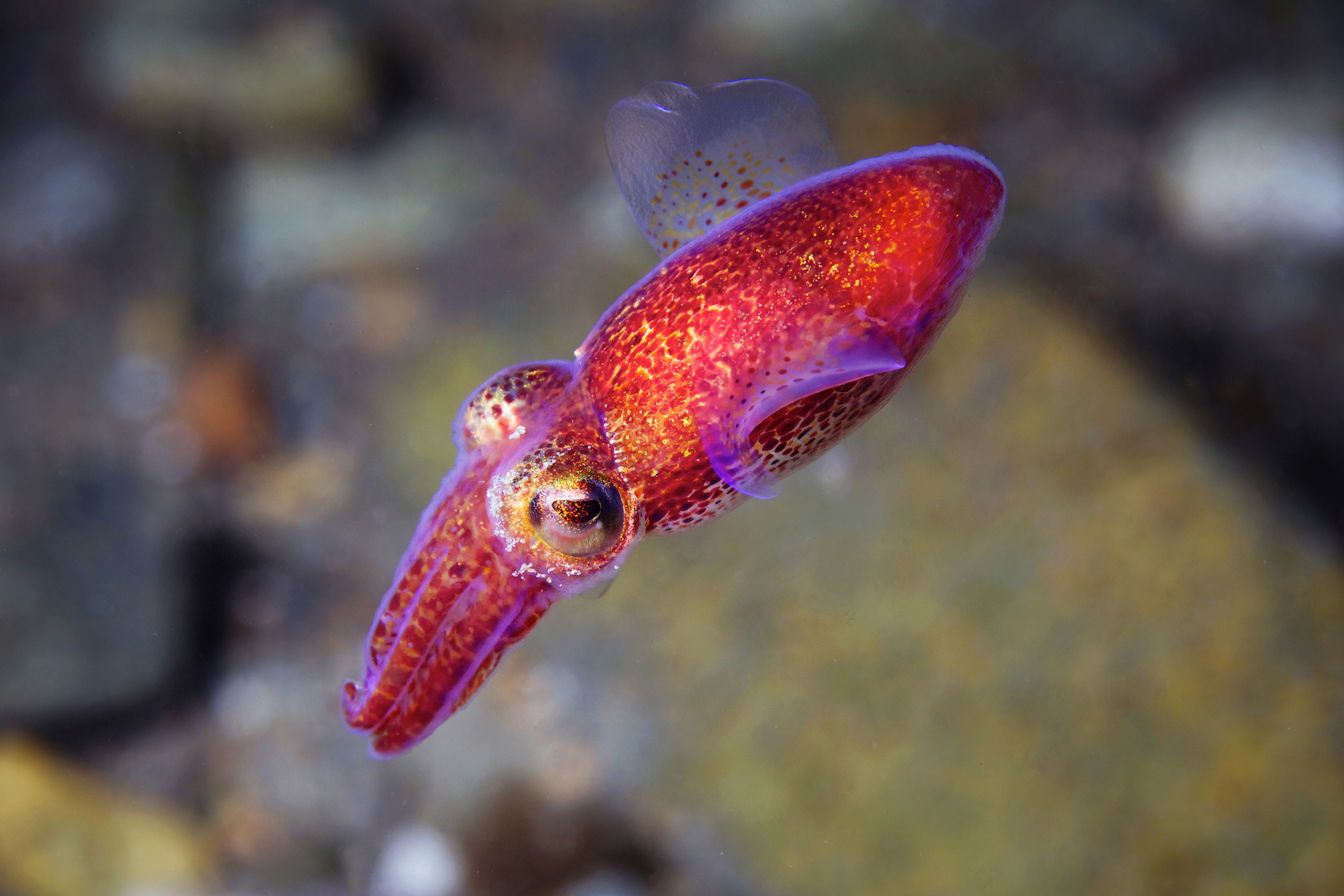 Cephalopoda – Cuttlefish – Sepiola birostrata