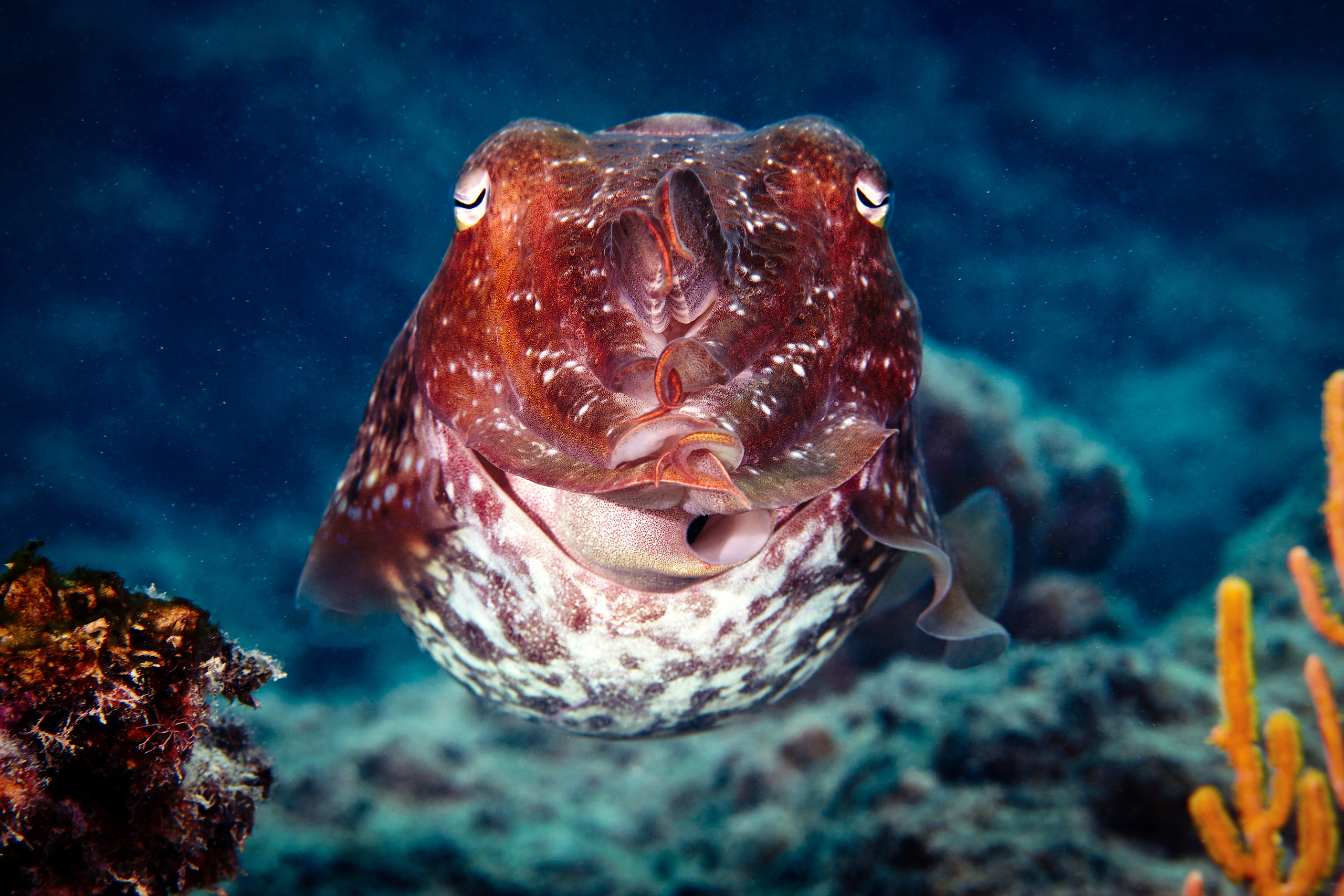Cephalopoda – Giant cuttlefish – Sepia 1