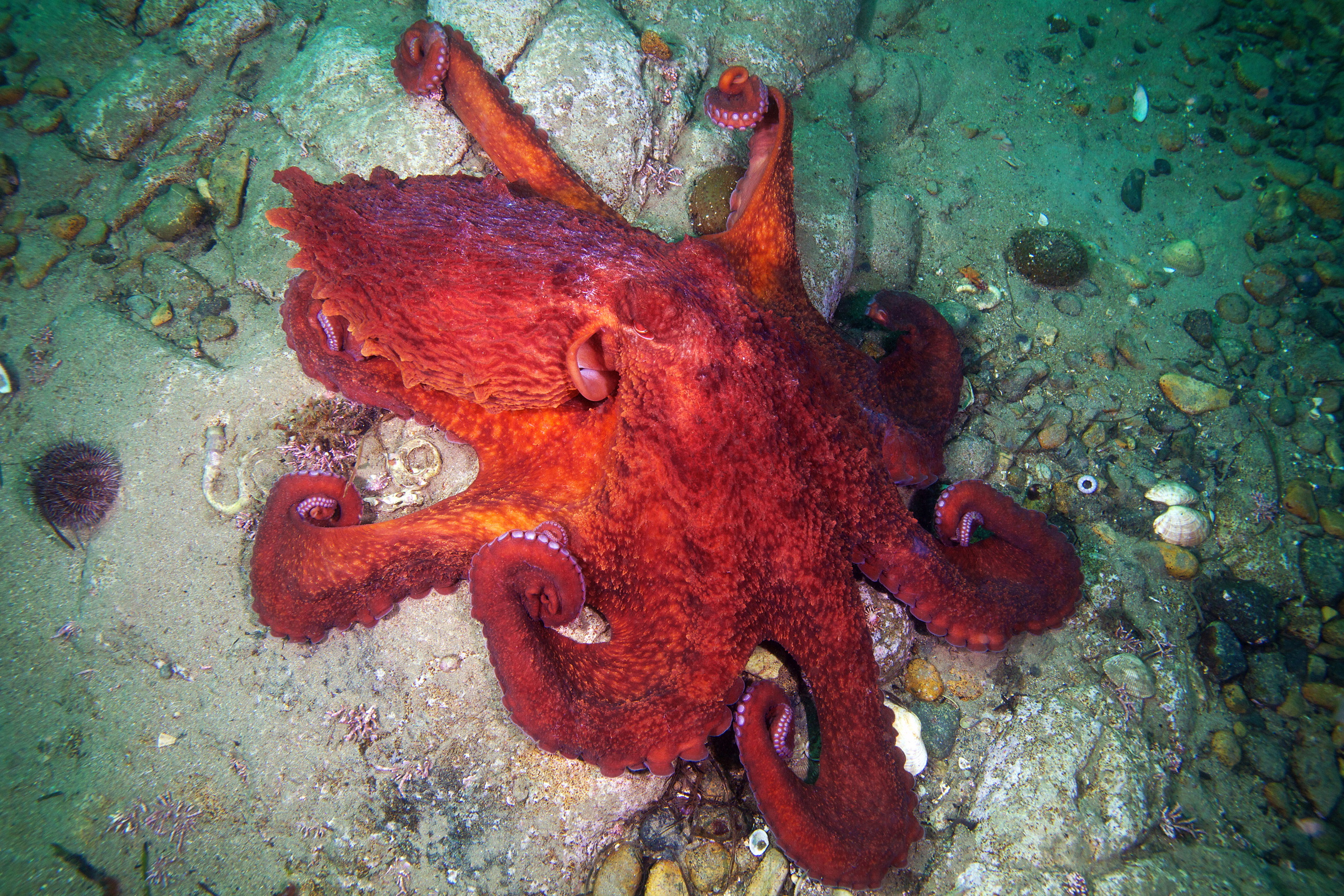 Cephalopoda – Giant pacific octopus – Enteroctopus dofleini 06