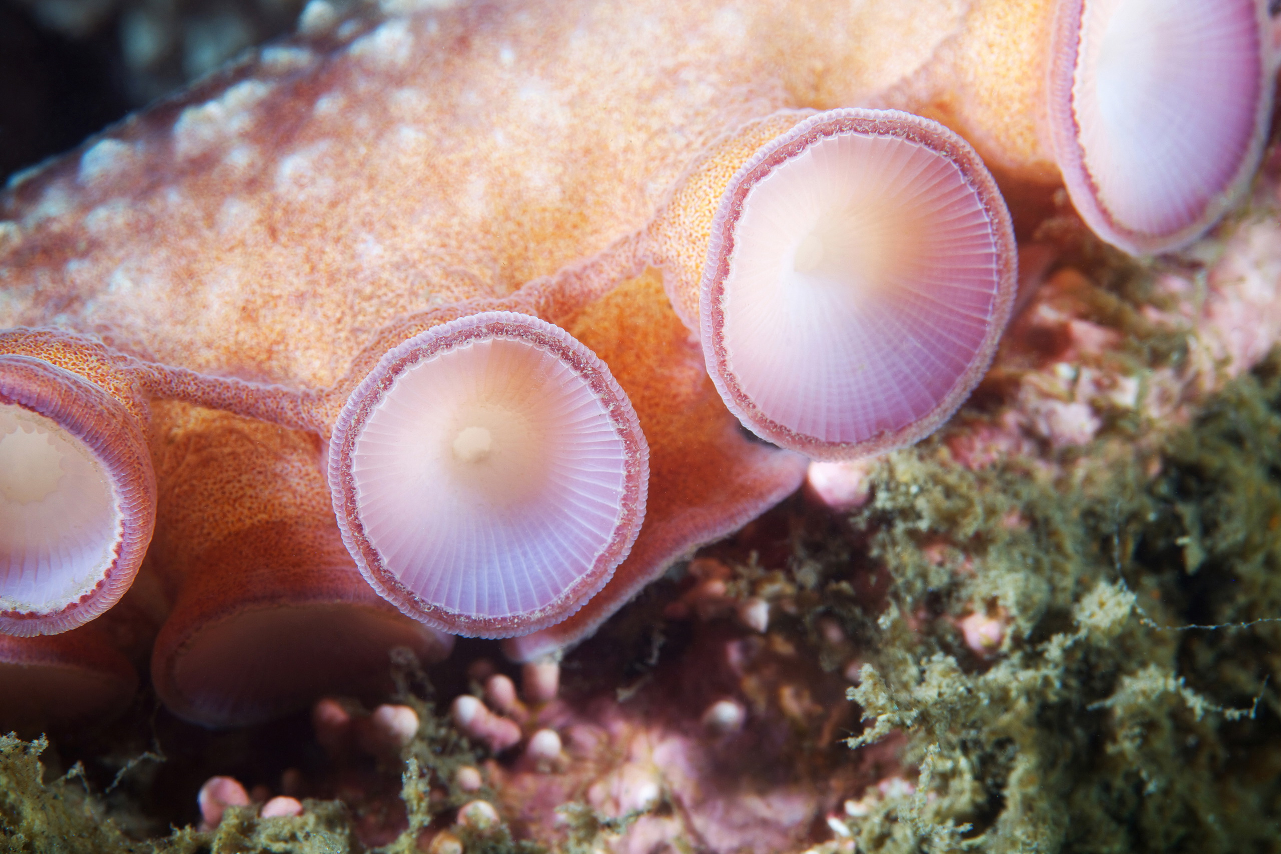 Cephalopoda – Giant pacific octopus – Enteroctopus dofleini 14