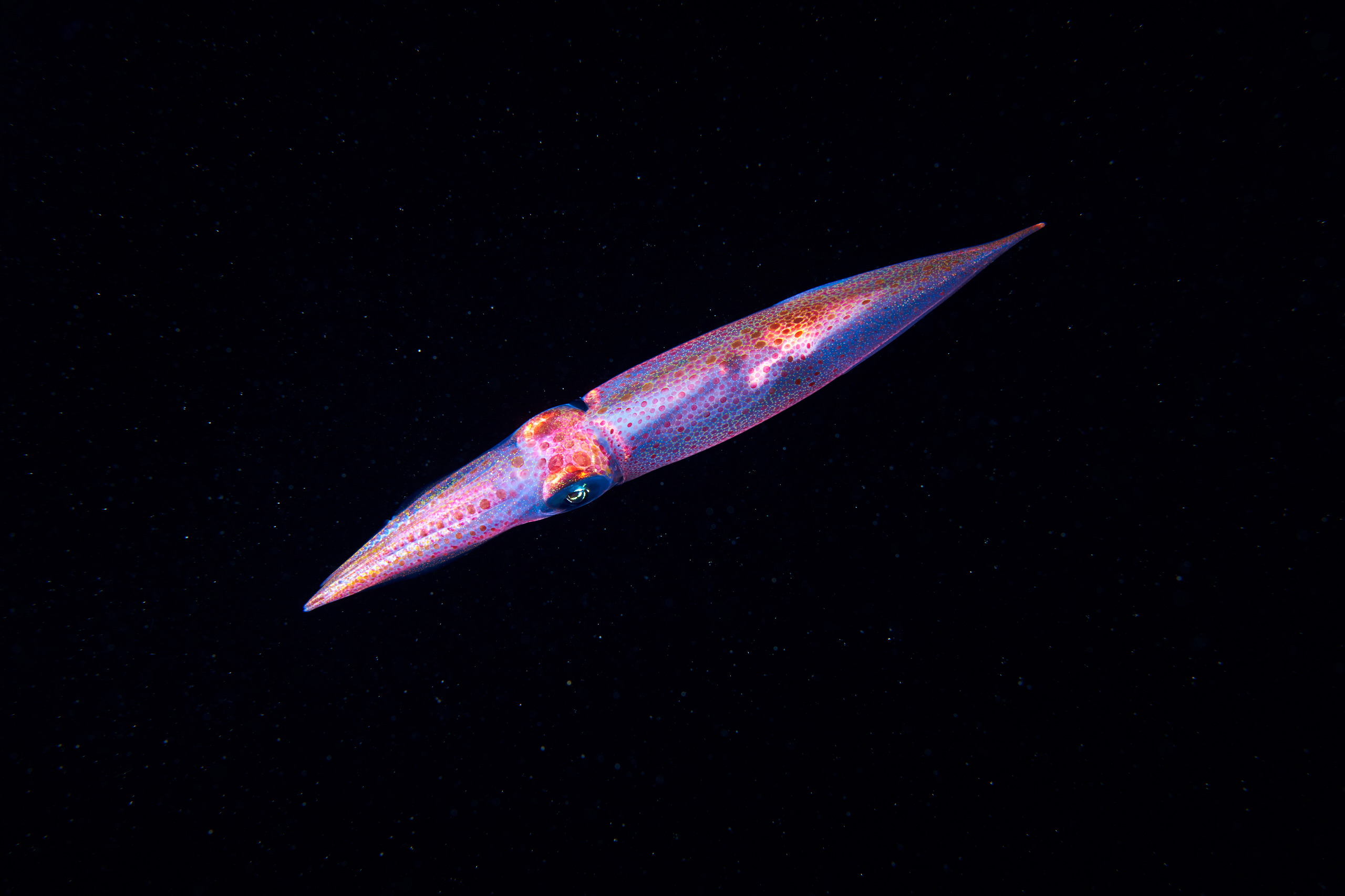 Cephalopoda – Lolligo vulgaris