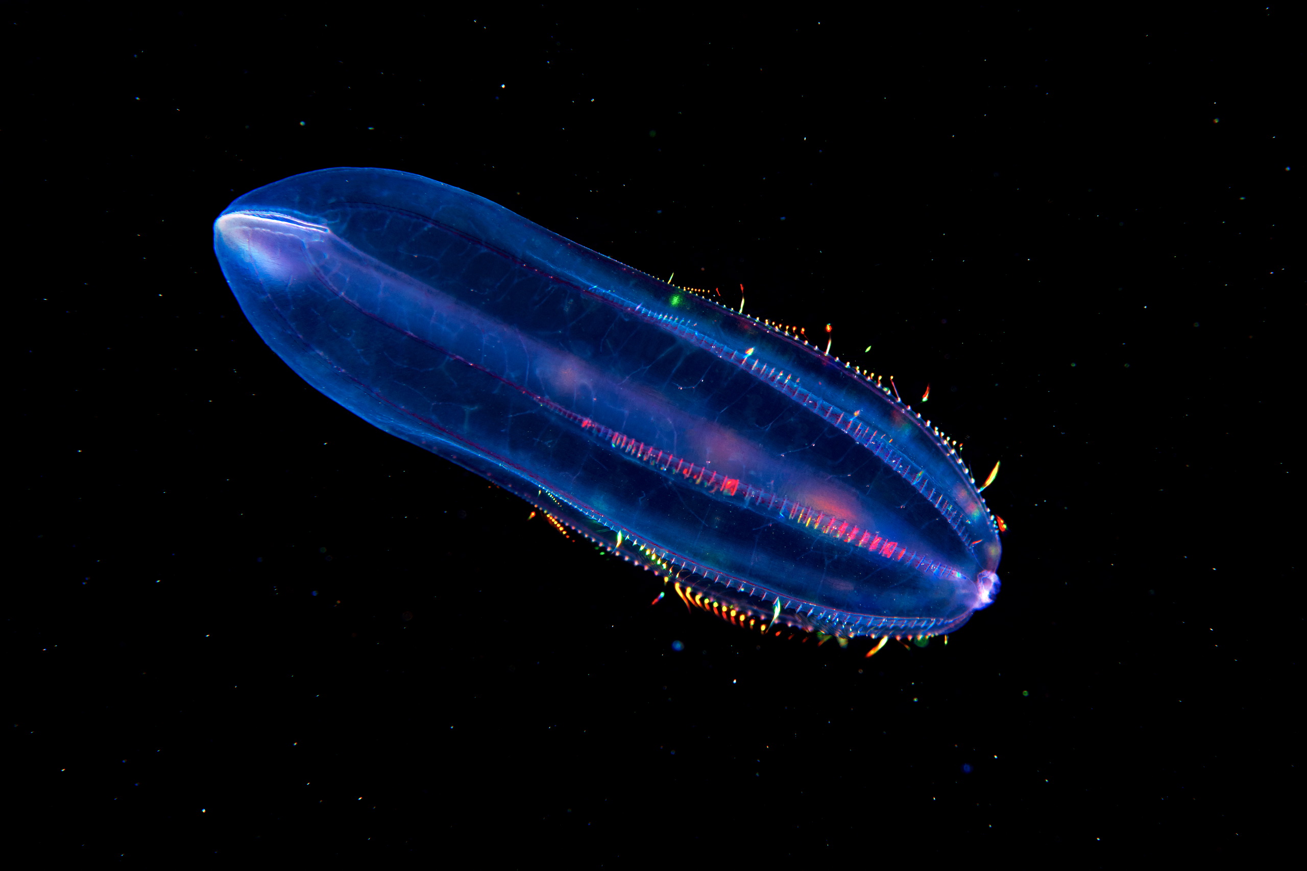 Ctenophora – Comb jelly – Beroe cucumis 03