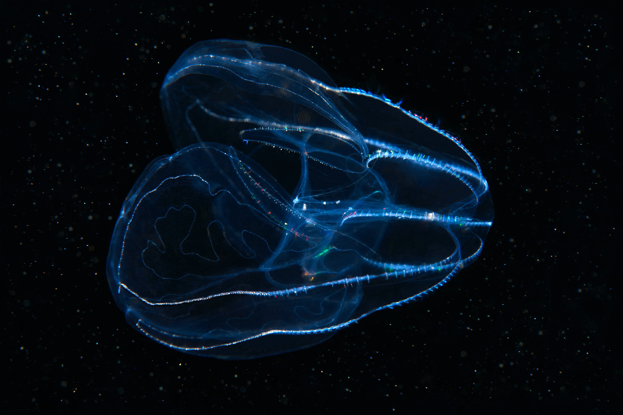 Ctenophora – Comb jelly – Bolinopsis infundibulum 03