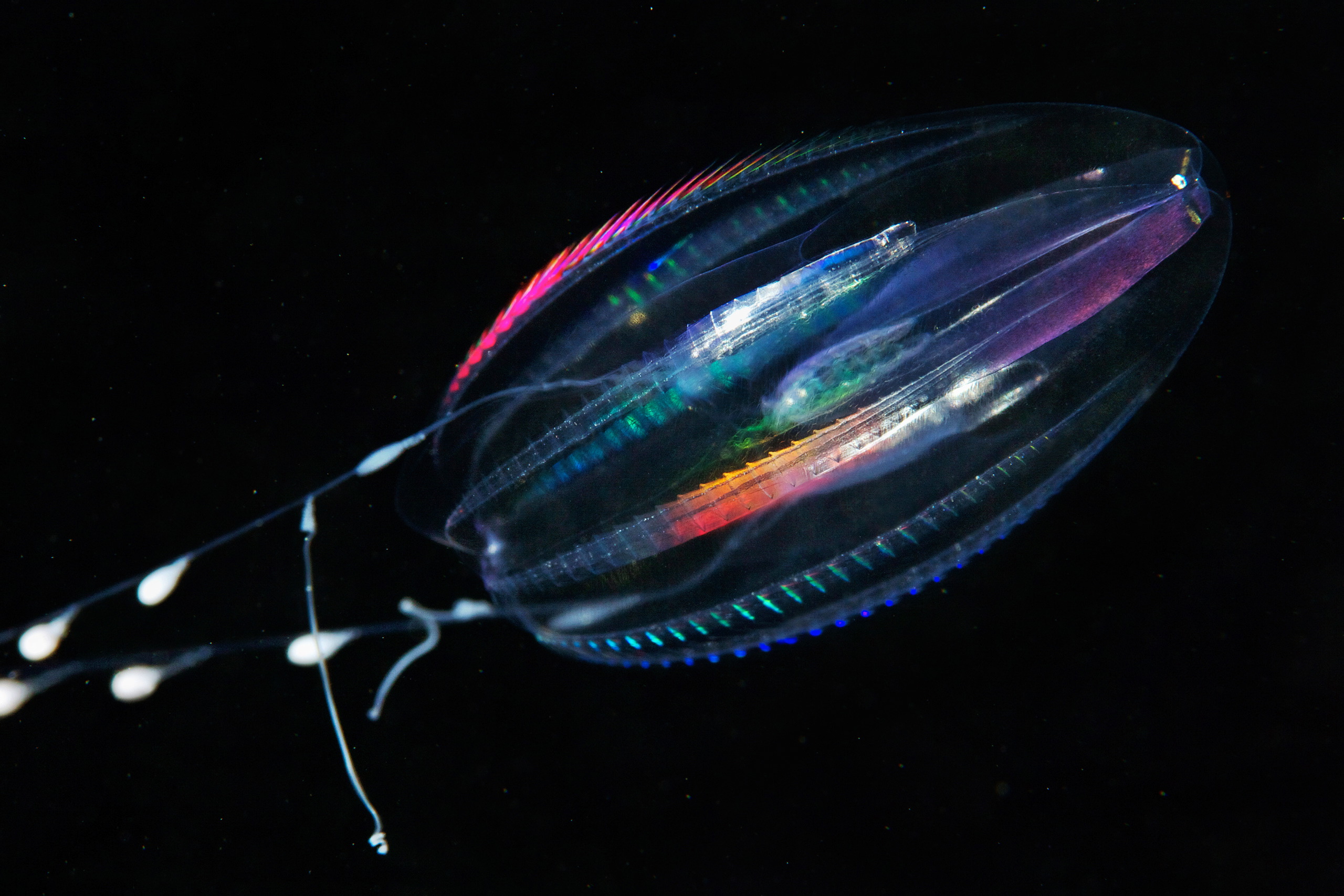 Ctenophora – Comb jelly – Euplokamis sp. 02