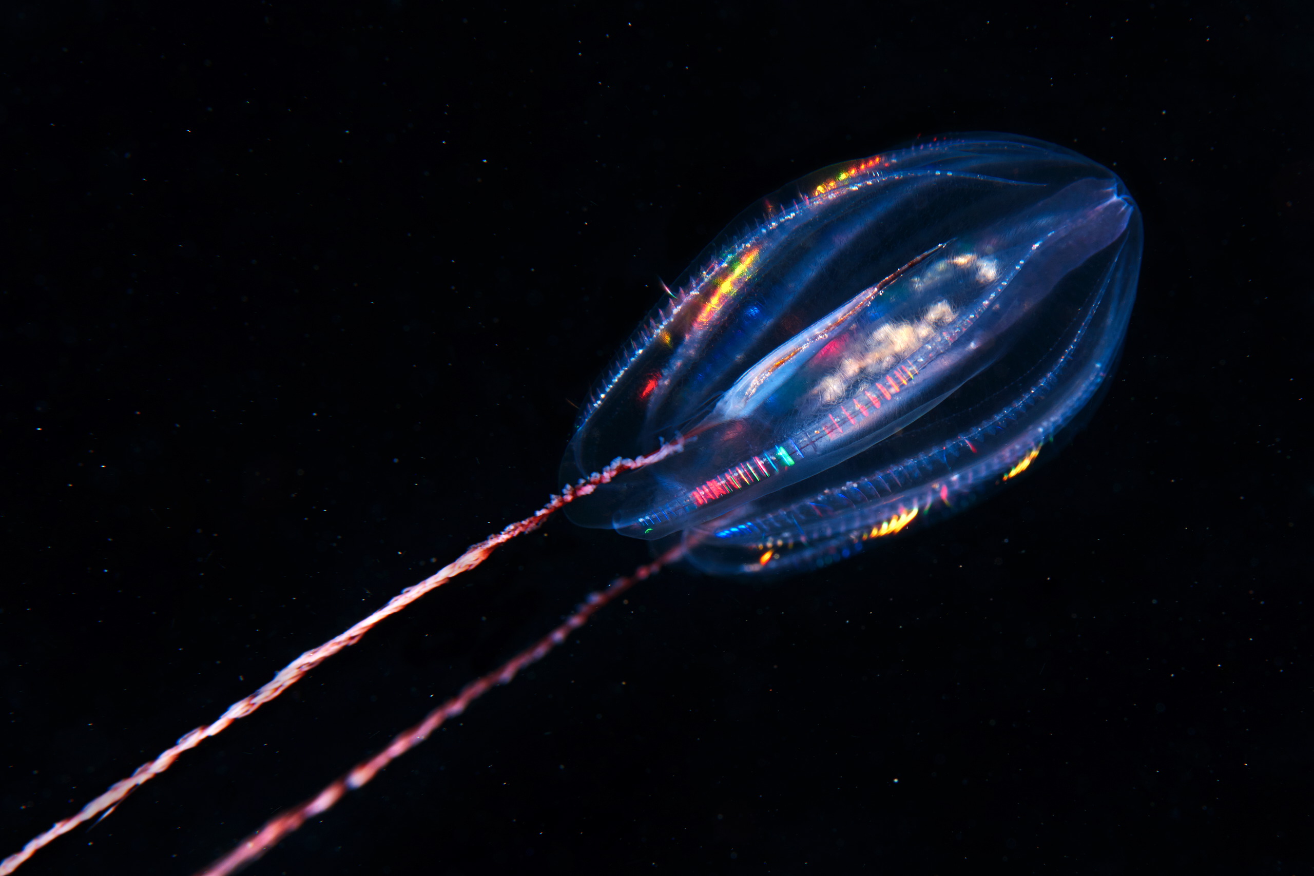 Ctenophora – Comb jelly – Mertensia ovum 05