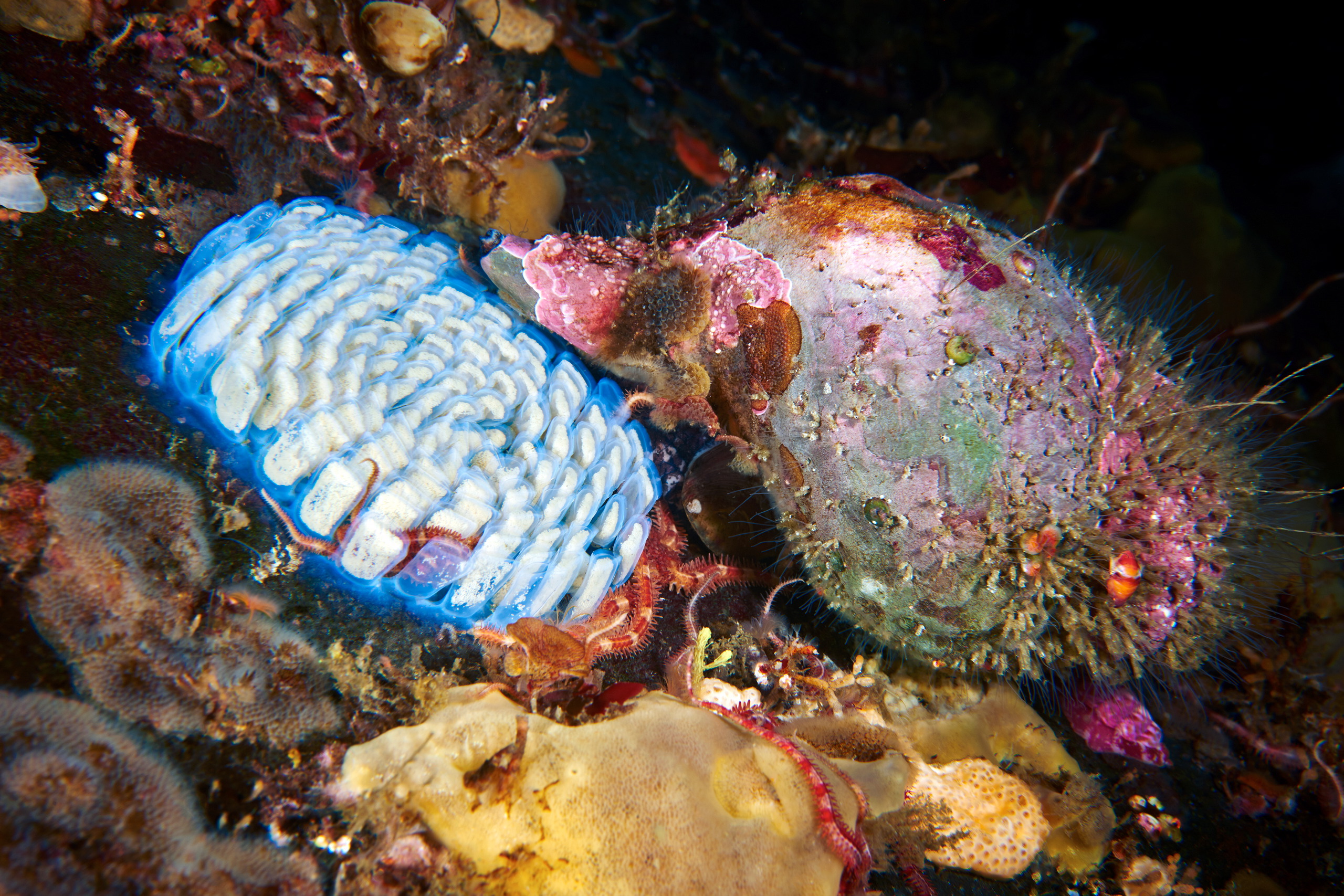 Gastropoda – Fusitriton laying eggs