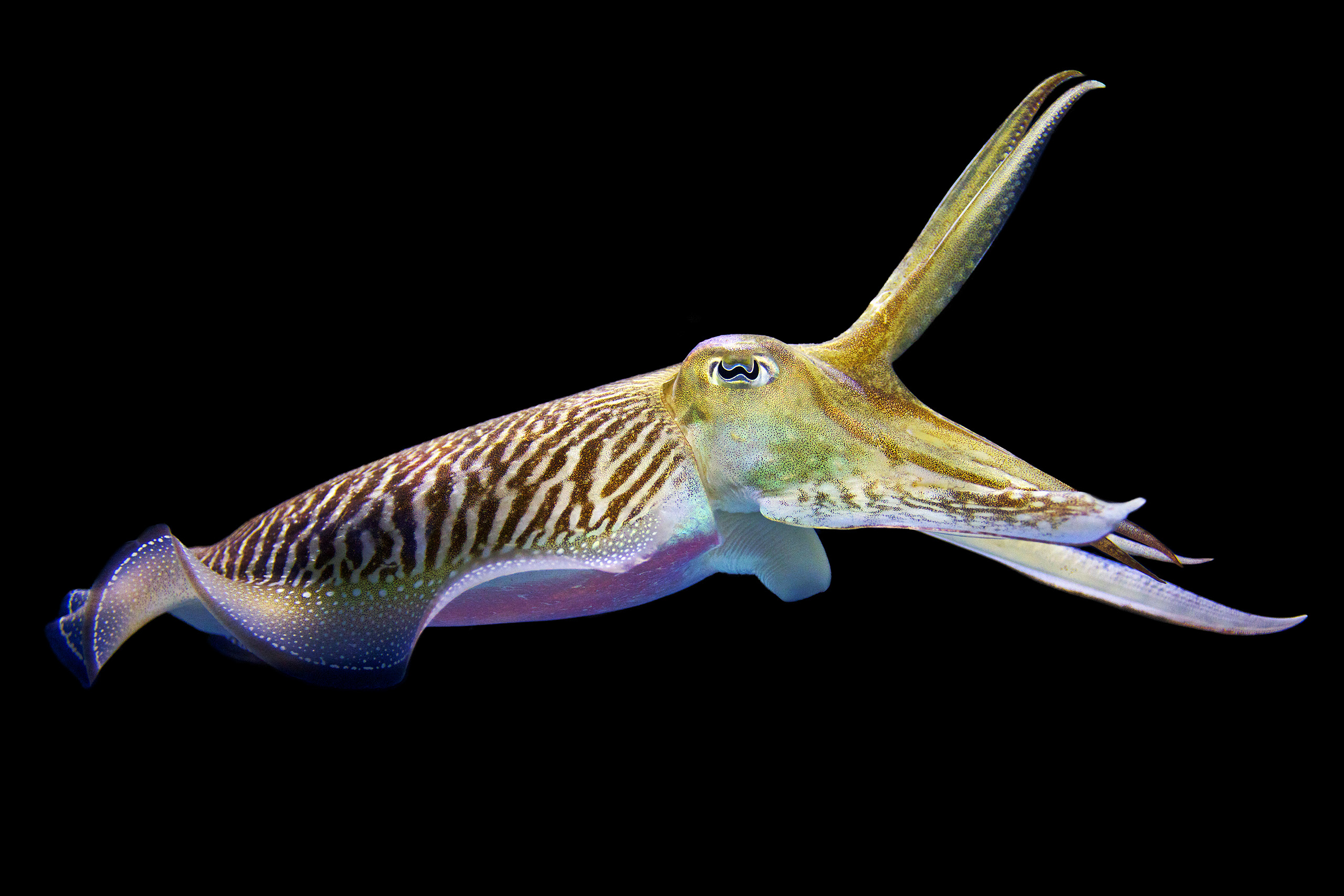Giant cuttlefish 1