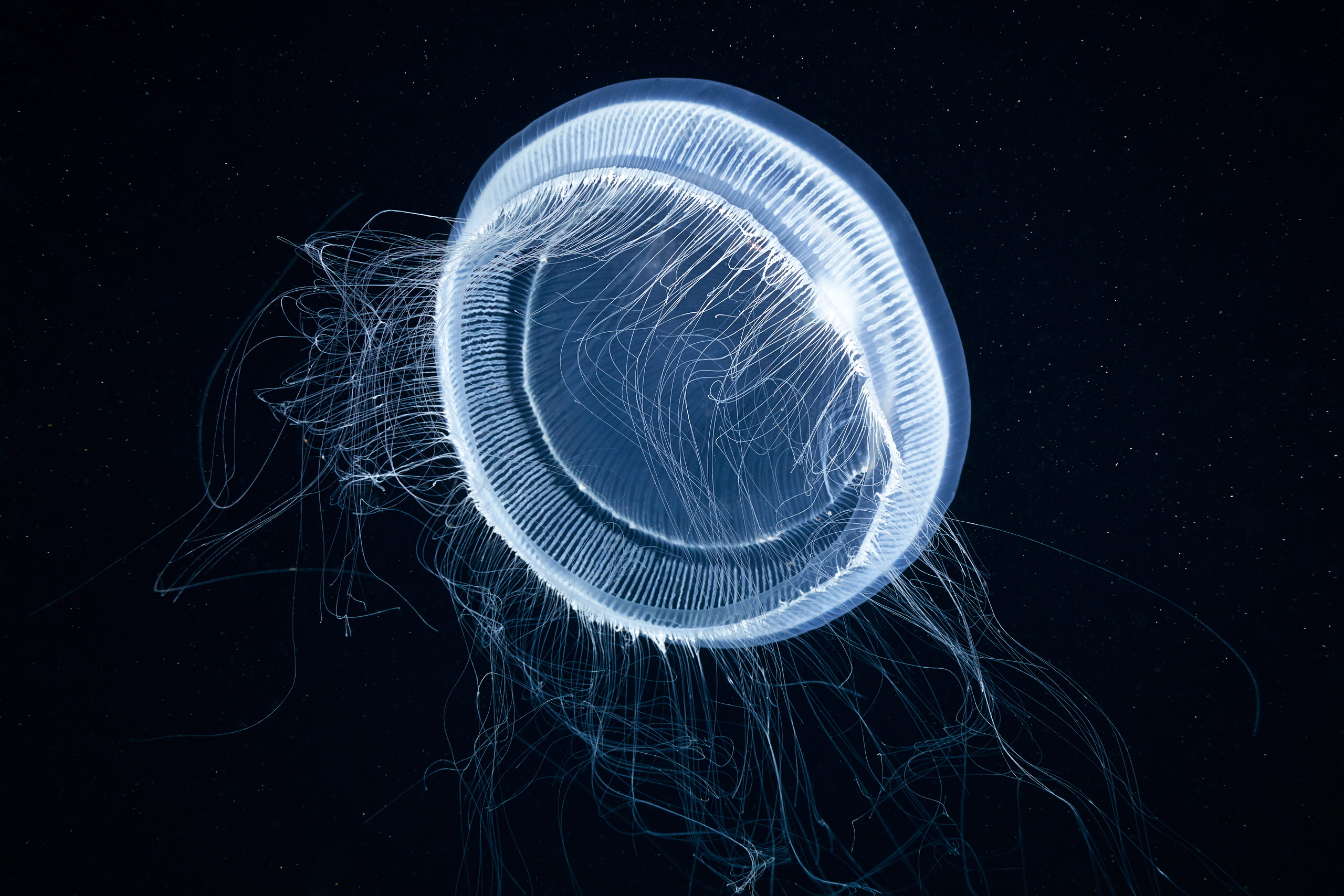 Hydrozoan jellyfish – Aequorea sp. – Crystal jellyfish 1