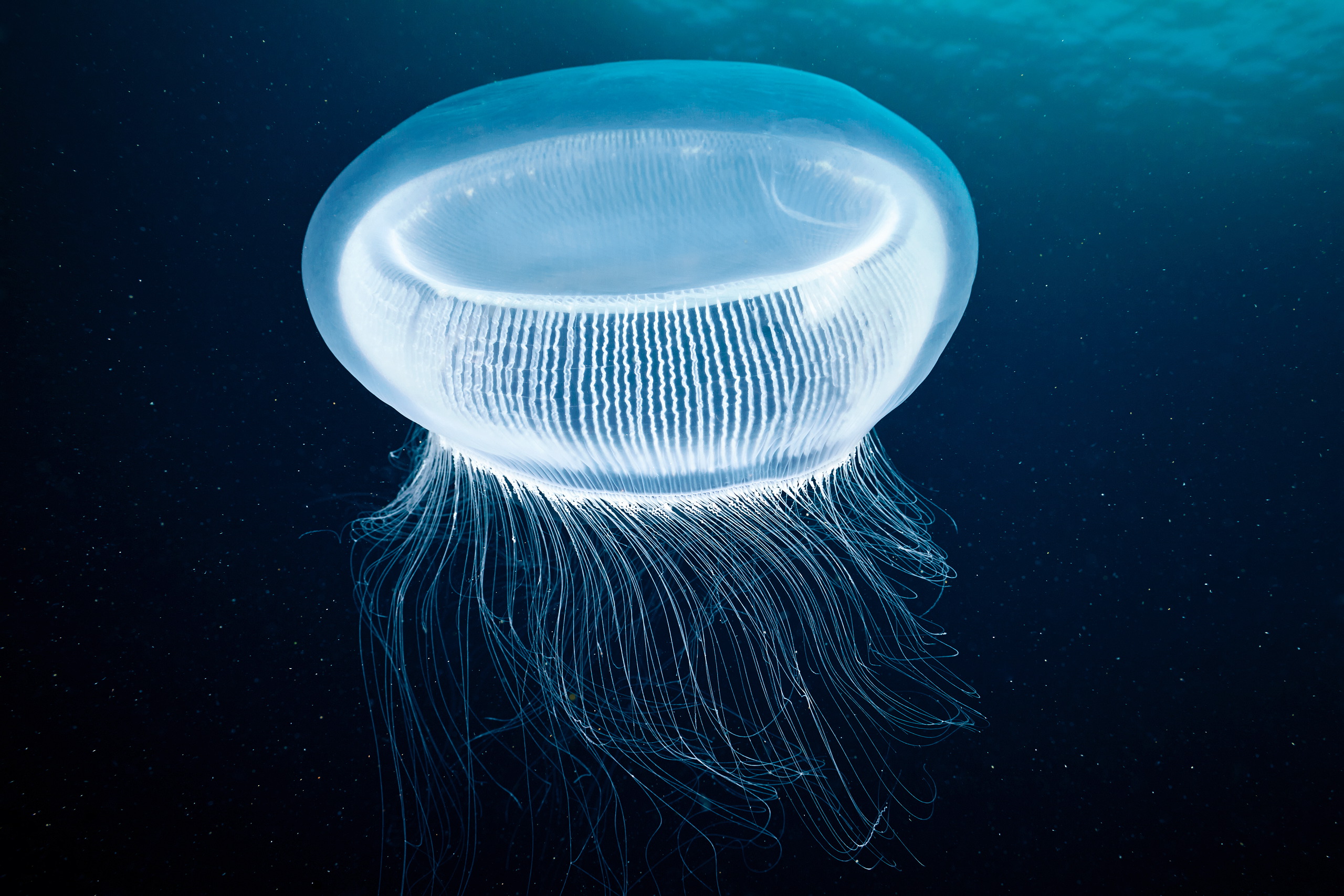 Hydrozoan jellyfish – Aequorea sp. – Crystal jellyfish 2