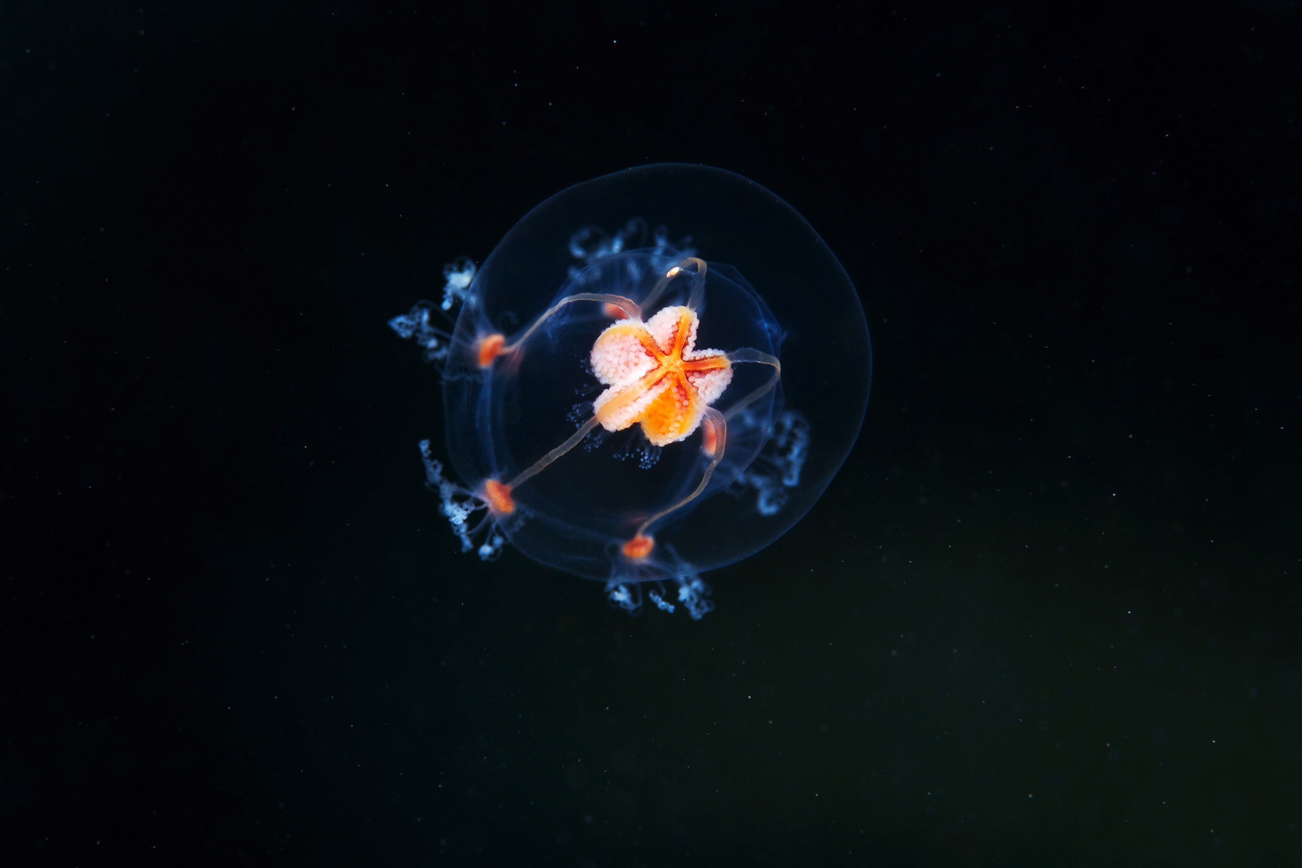 Hydrozoan jellyfish – Bougainvillia superciliaris 3