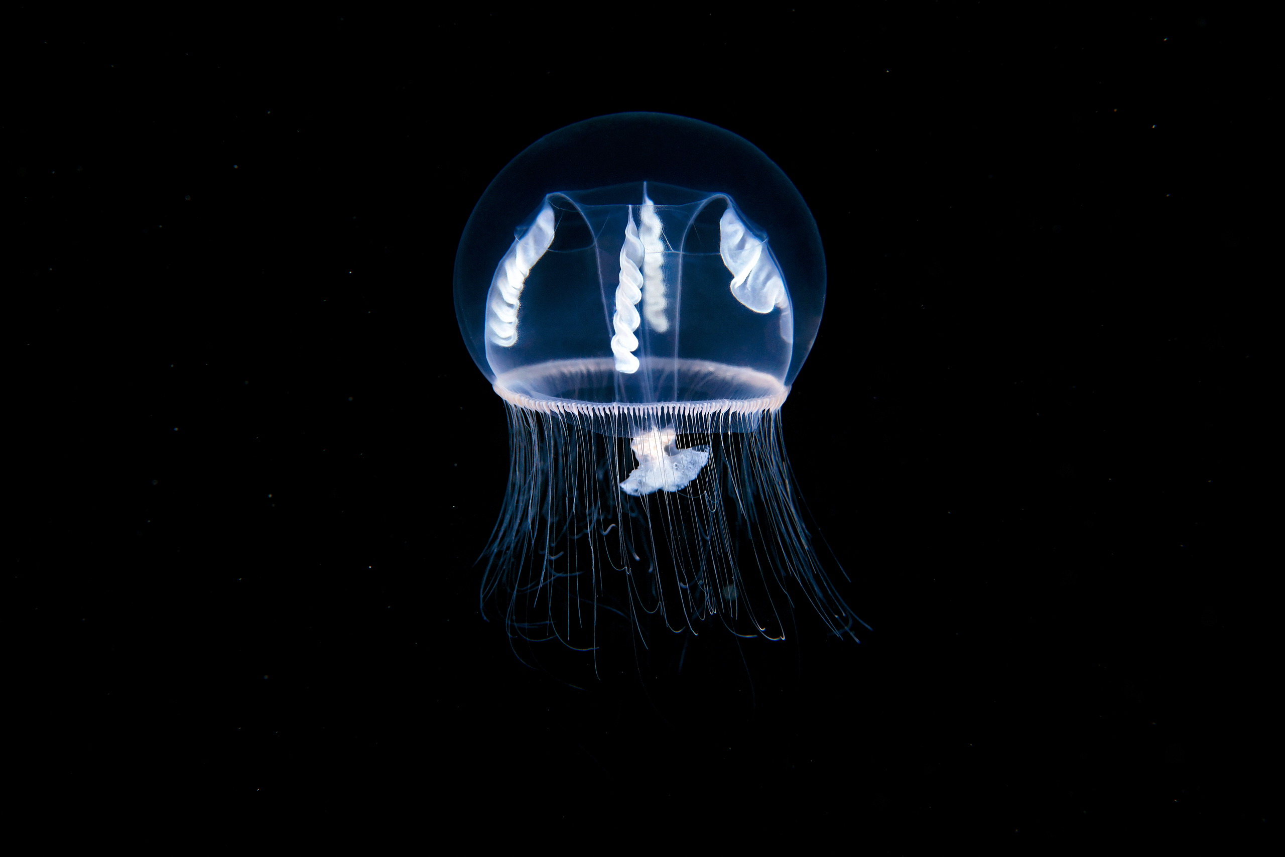 Hydrozoan jellyfish – Eutonina indicans