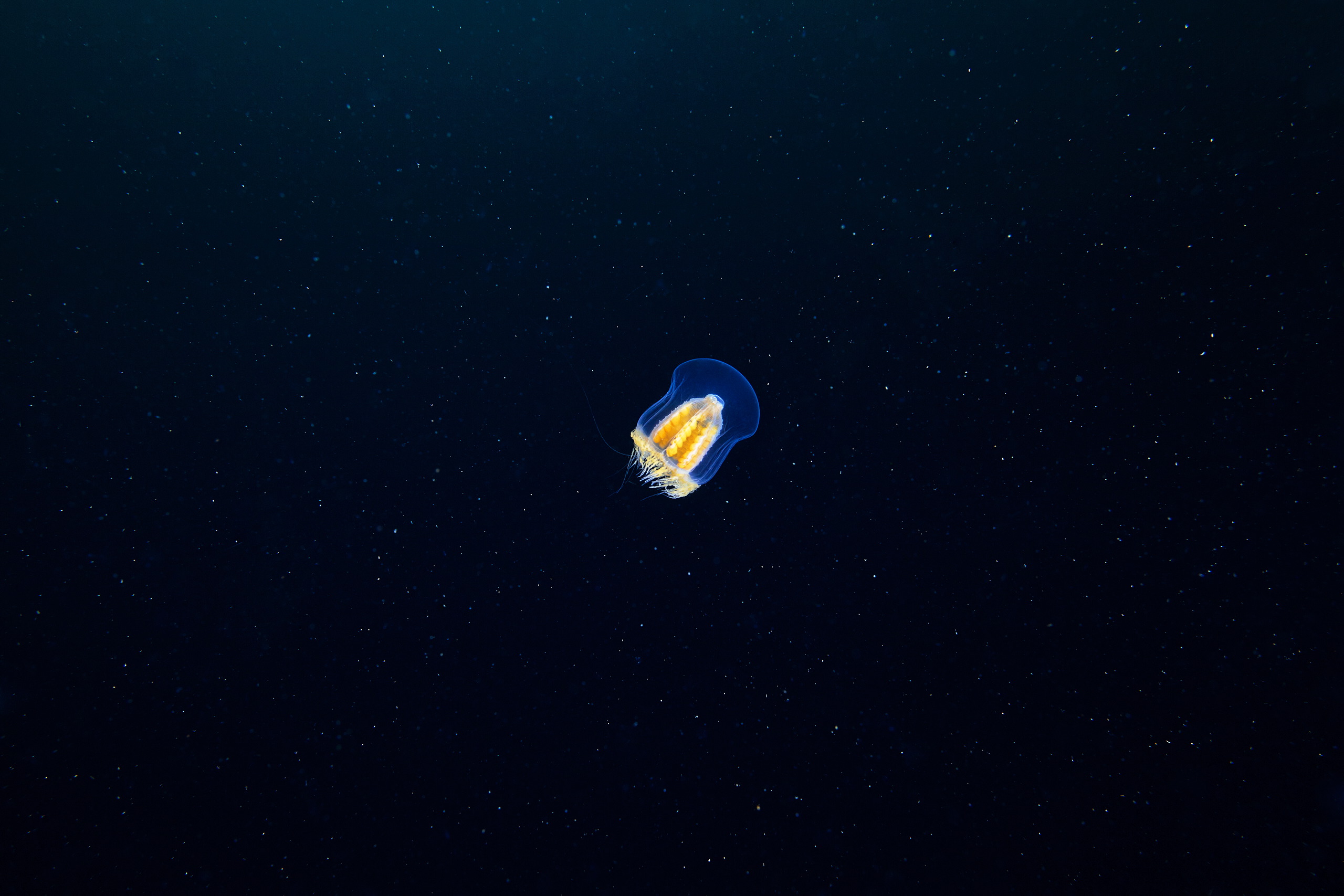Hydrozoan jellyfish – Melicertum octocostatum
