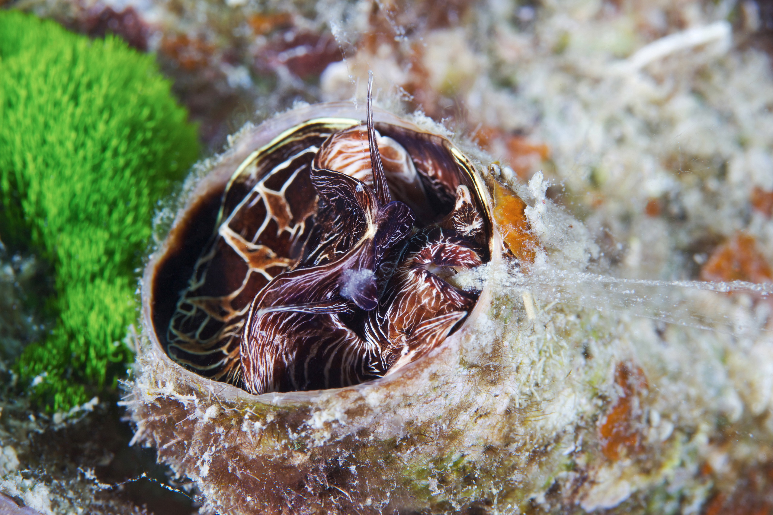 Mollusk – Serpulorbis sp 2