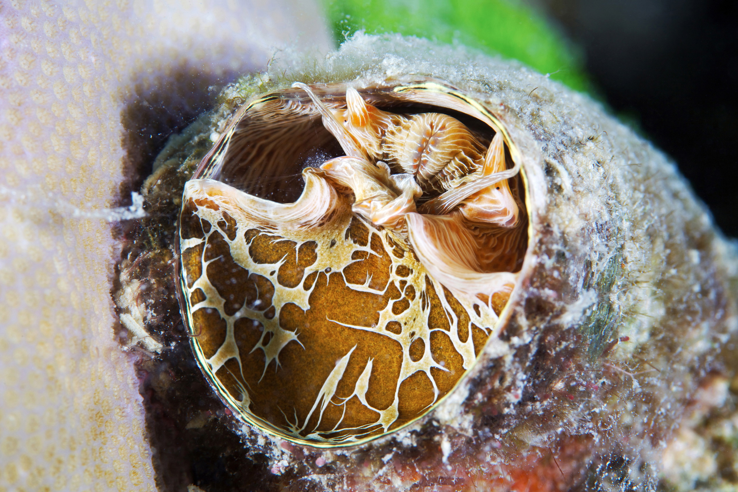 Mollusk – Serpulorbis sp 3