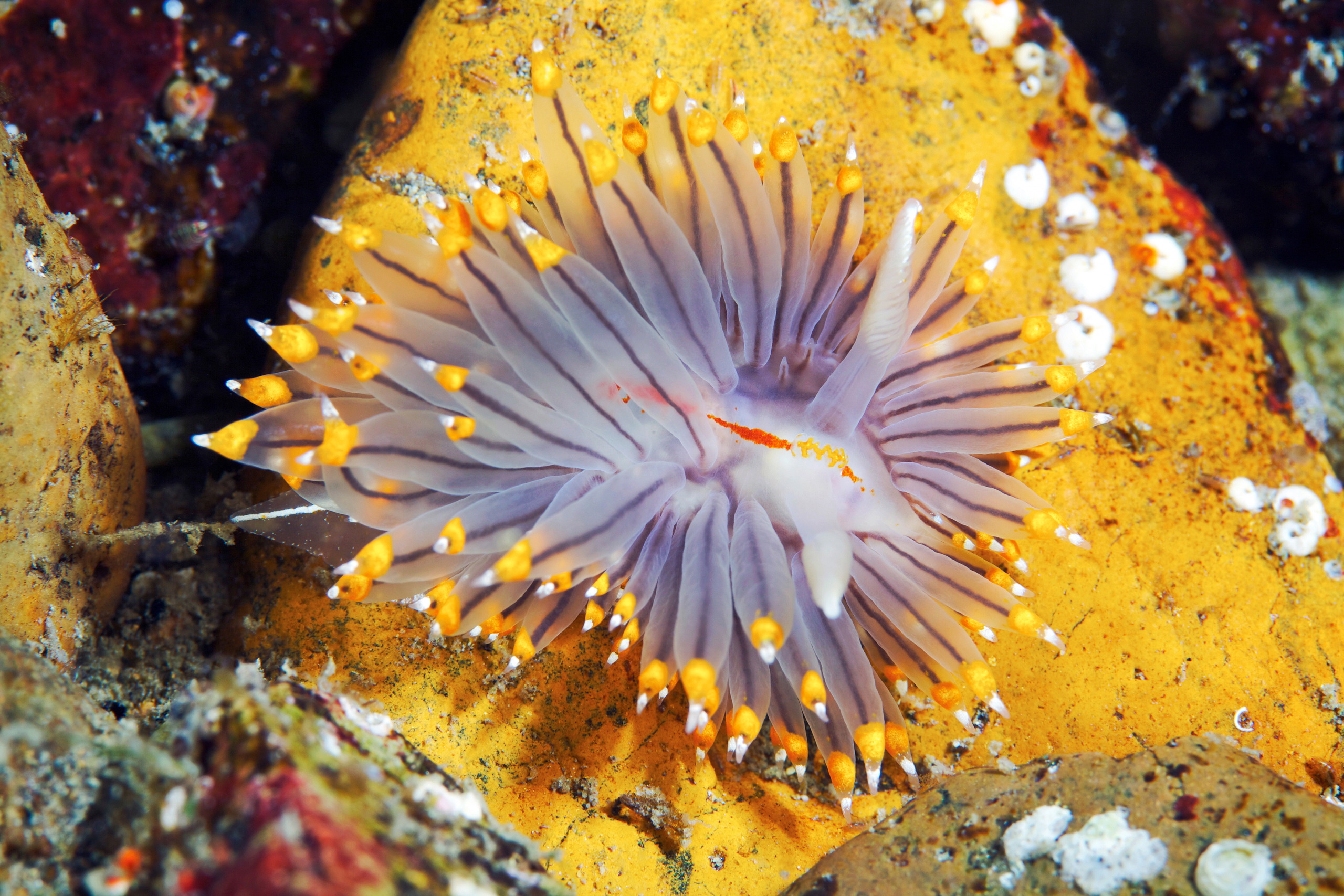 Nudibranchia – Eubranchus tricolor