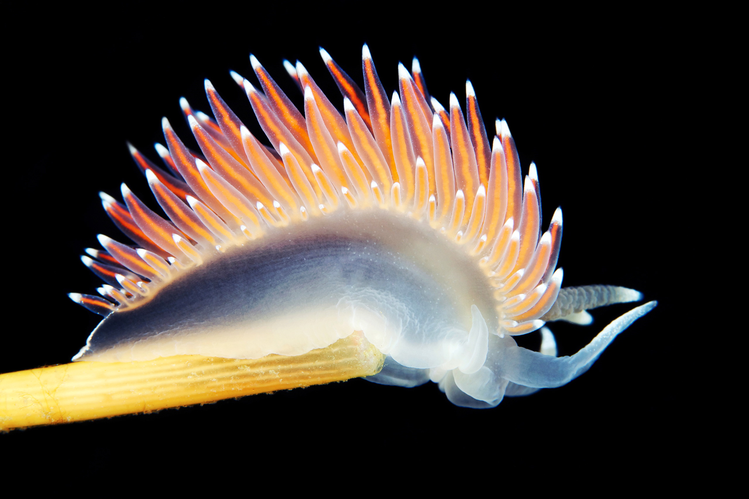 Nudibranchia – Flabellina verrucosa