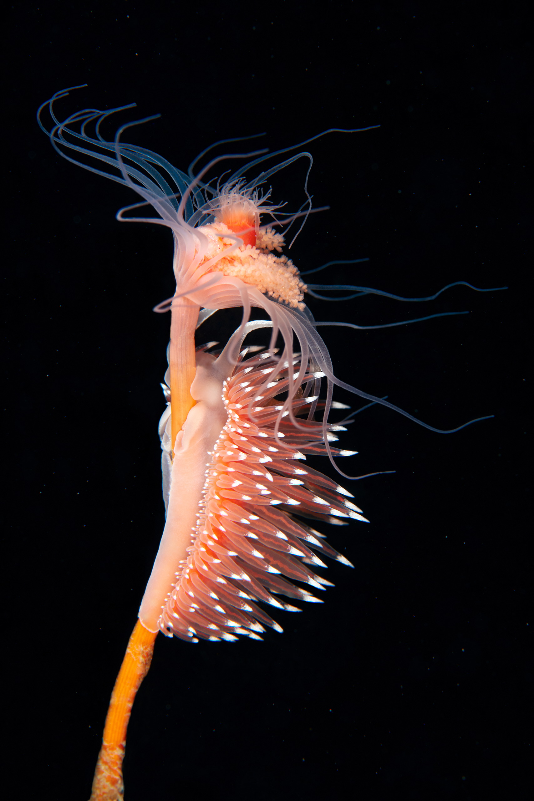 Nudibranchia – Sea slug – Flabellina polaris 3