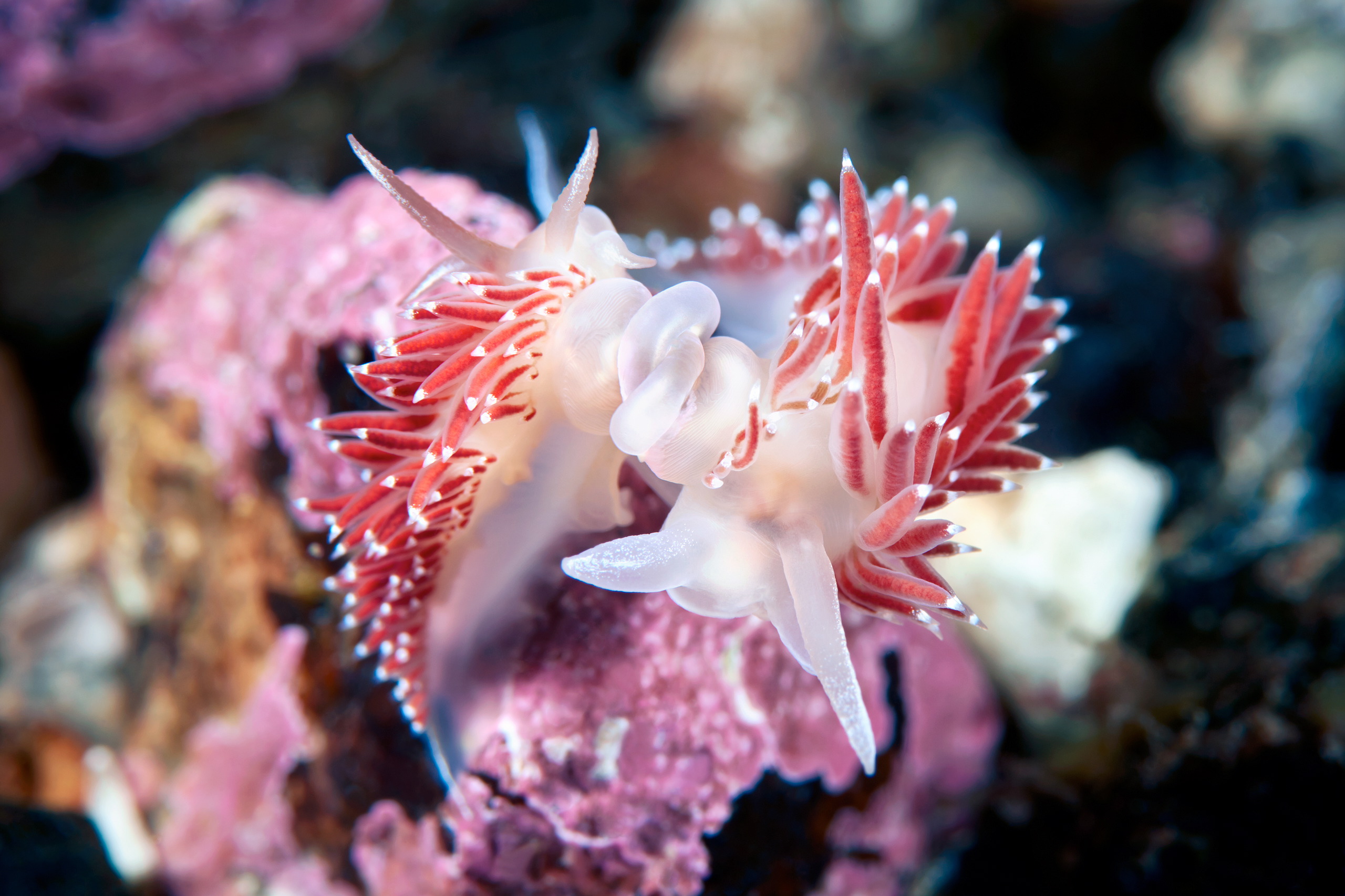 Nudibranchia – Sea slug – Flabellina verrucosa 2