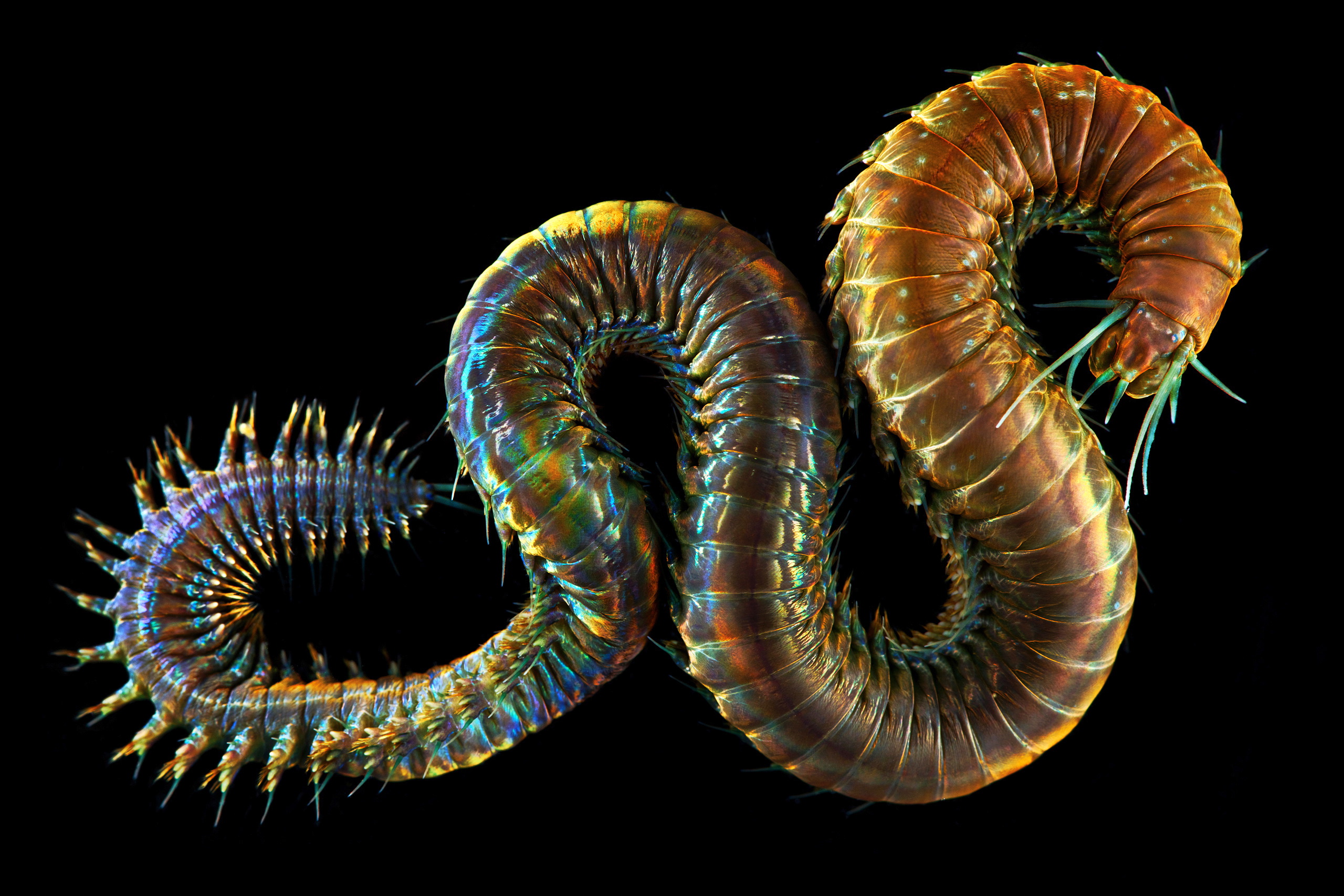 Polychaeta – King Ragworm – Nereis pelagica 2