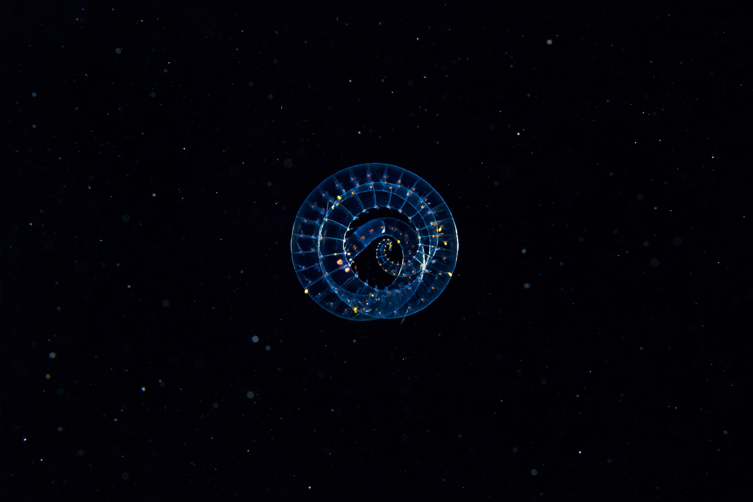 Polychaeta – Transparent planktonic polychaete