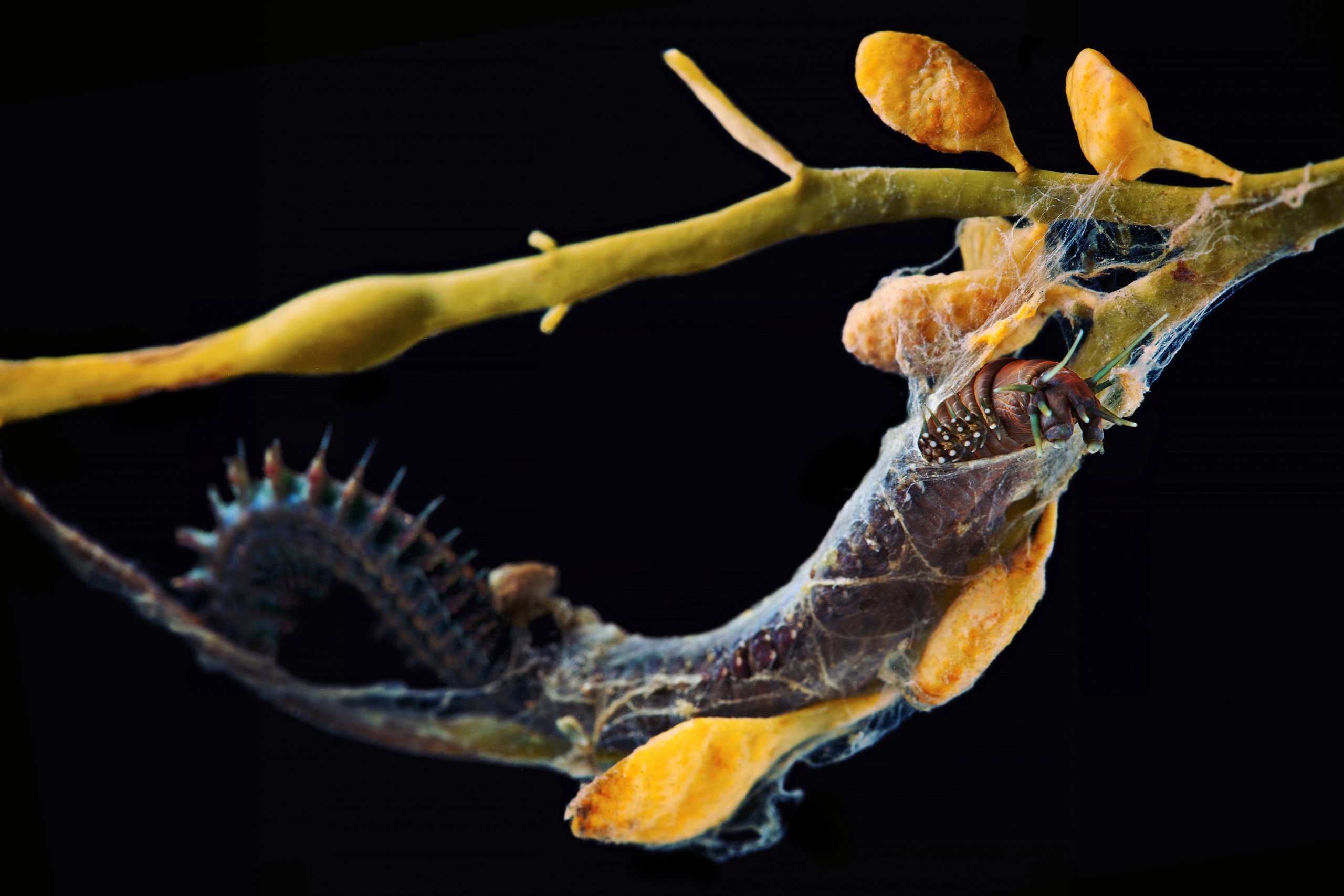 Polychaete – Alitta virens in its cocoon