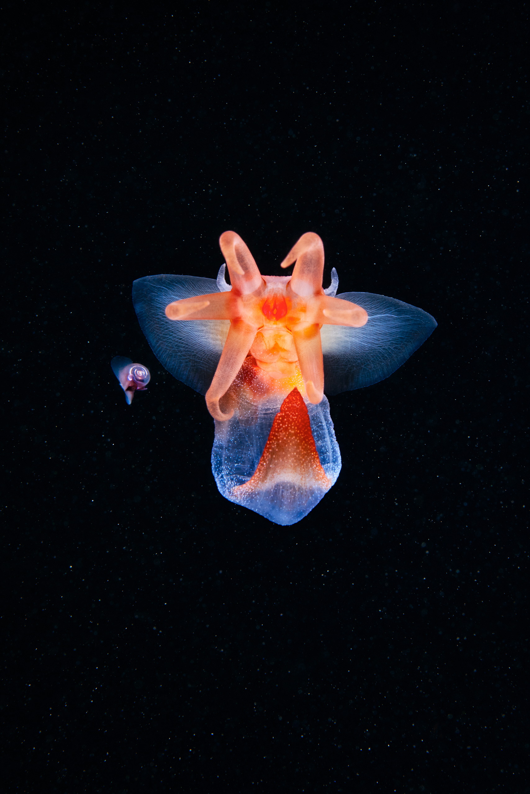 Pteropoda – Sea angel – Clione limacina 01