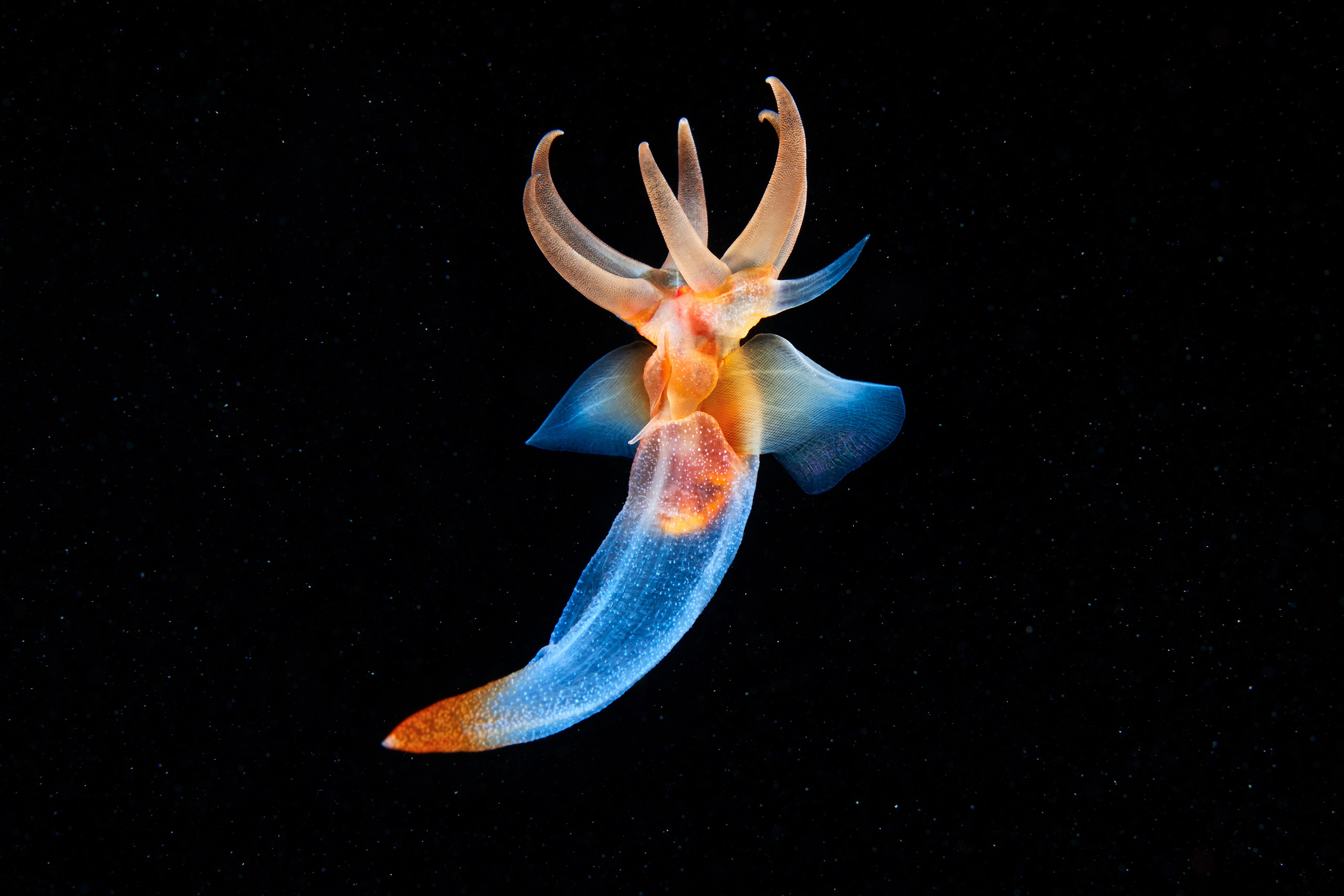 Pteropoda – Sea angel – Clione limacina 03