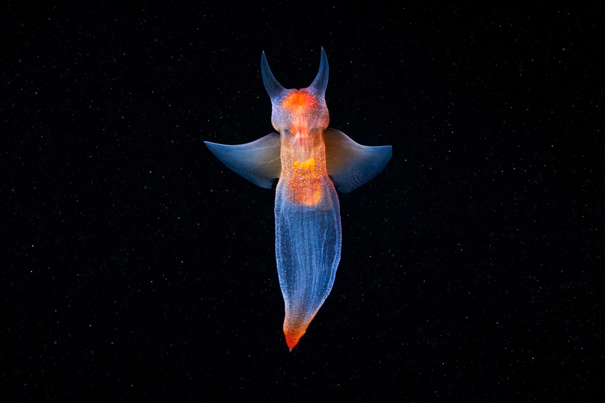 Pteropoda – Sea angel – Clione limacina 05