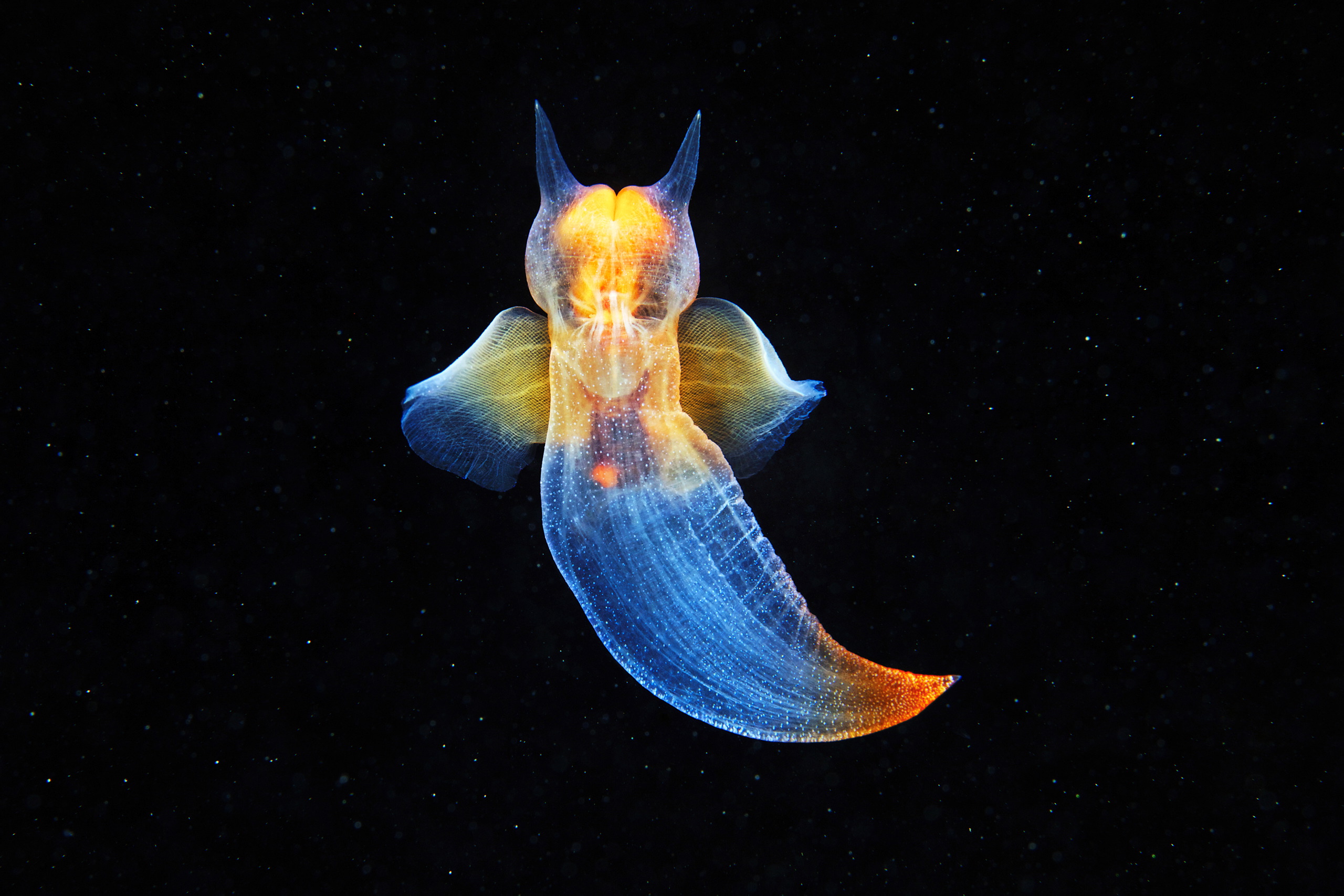 Pteropoda – Sea angel – Clione limacina 18