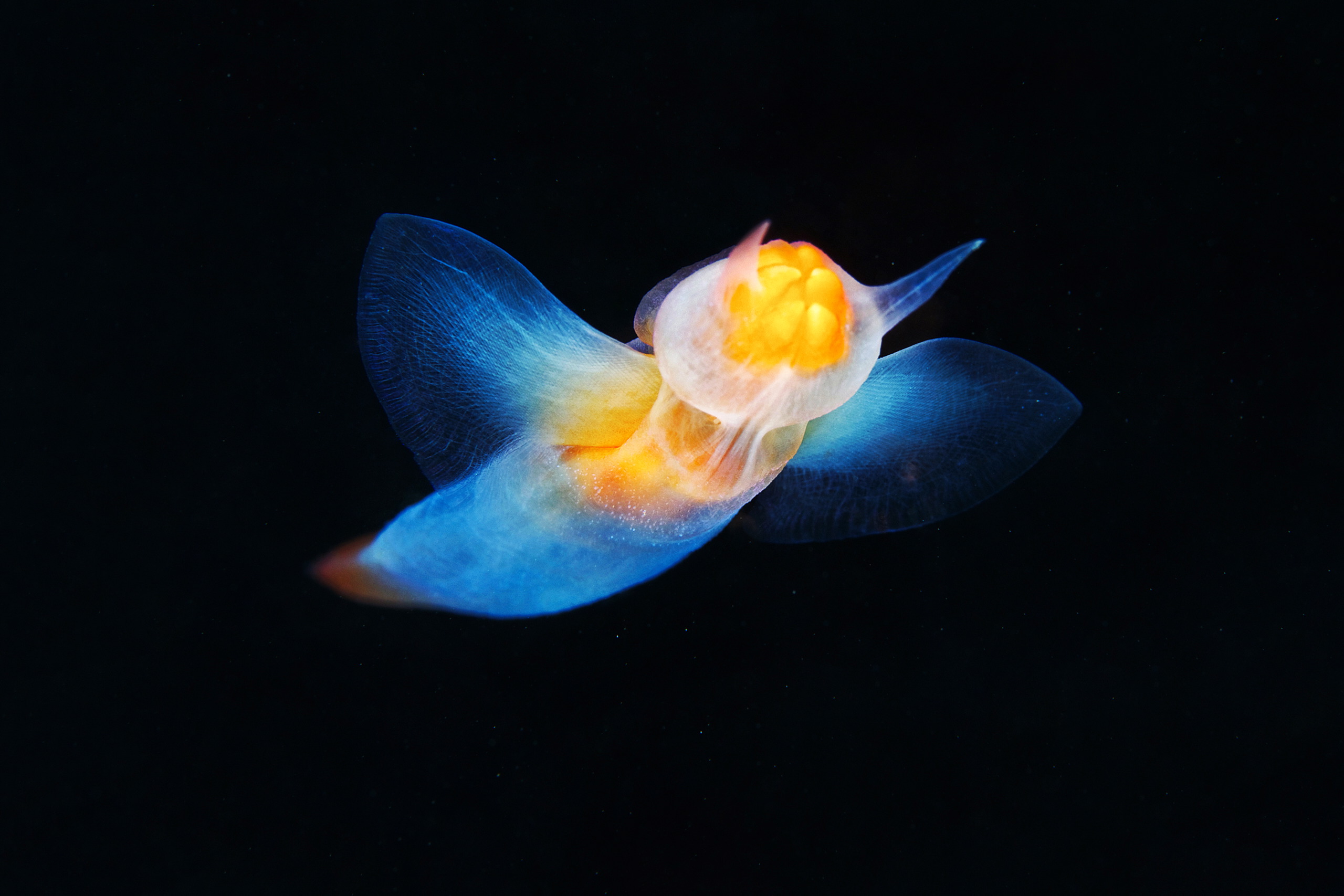 Pteropoda – Sea angel – Clione limacina 23