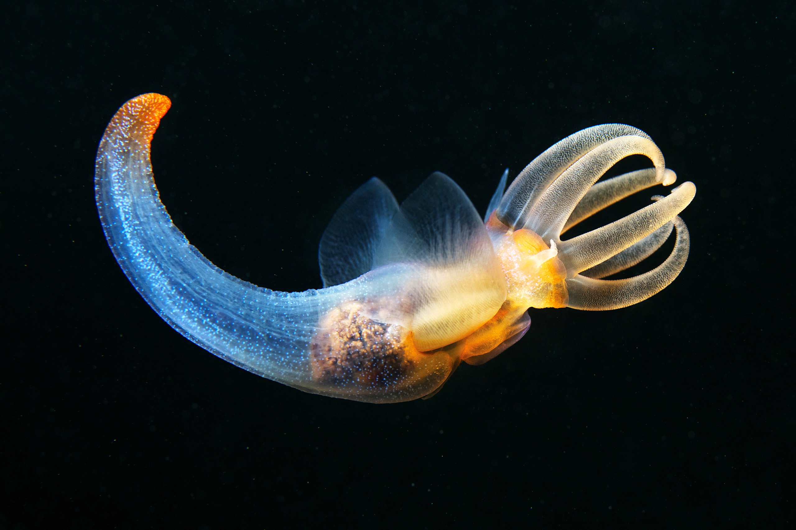 Pteropoda – Sea angel – Clione limacina 38
