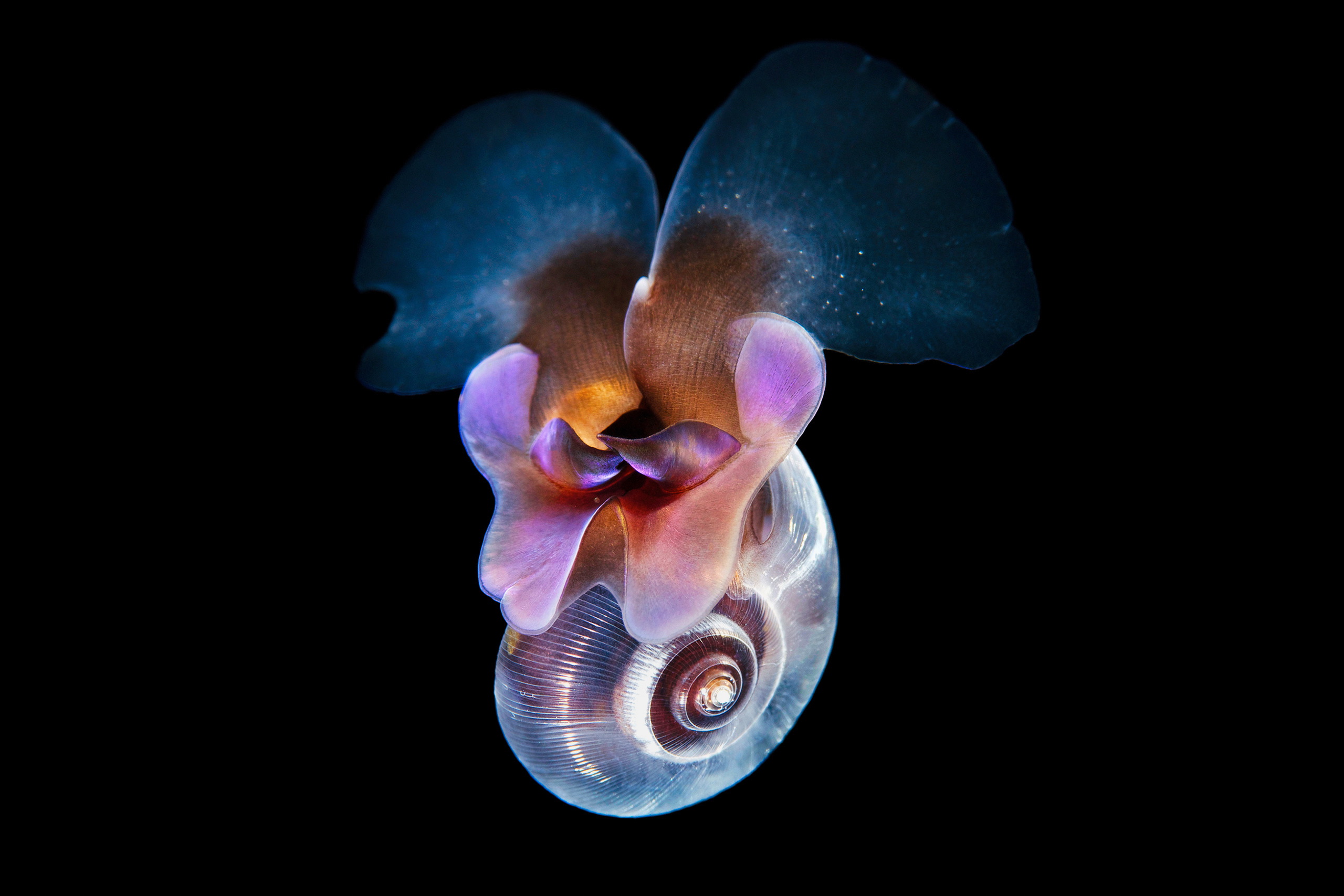 Pteropoda – Sea butterfly – Limacina helicina 03