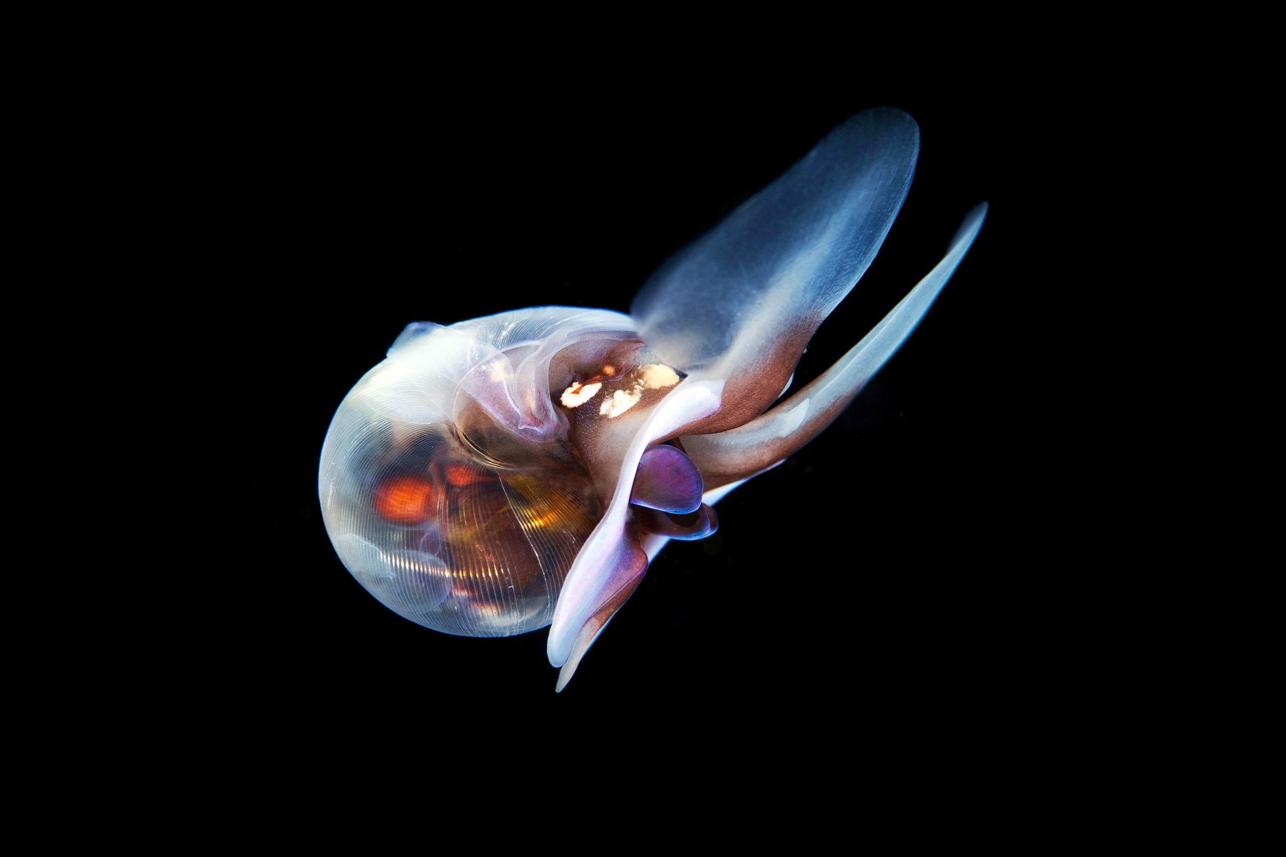 Pteropoda – Sea butterfly – Limacina helicina 11