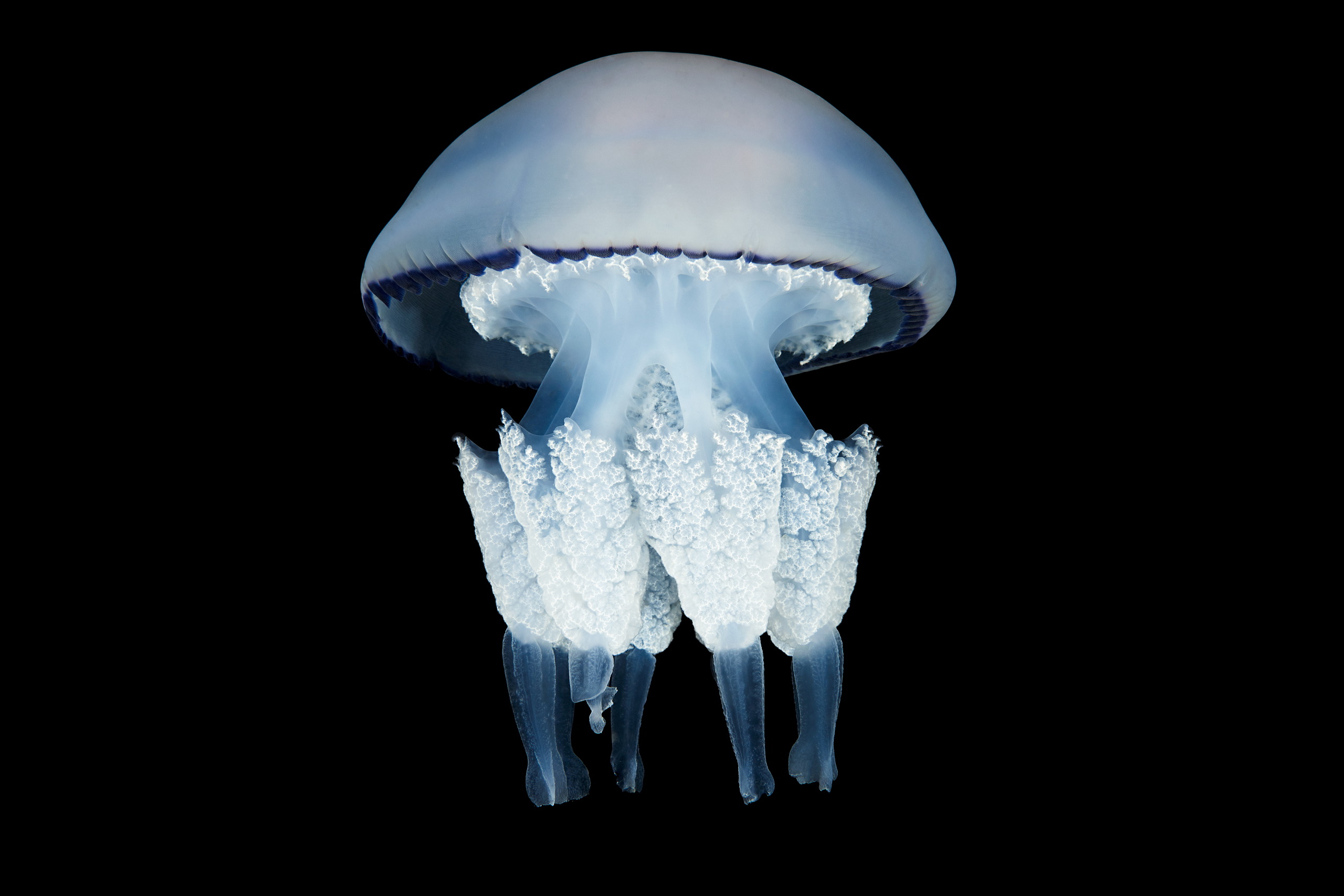 Scyphozoan jellyfish – Barrel jellyfish – Rhizostoma pulmo 1
