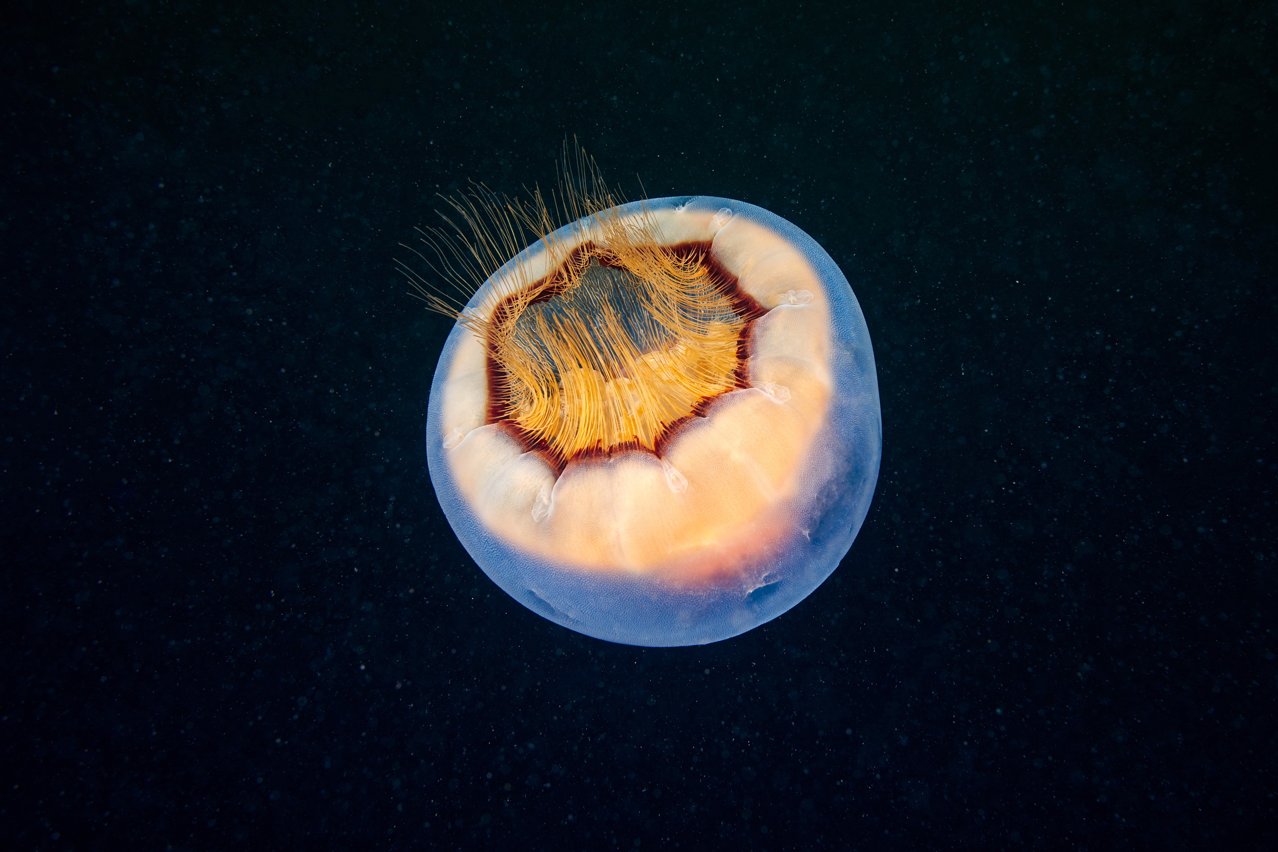 Scyphozoan jellyfish – Brown banded moon jellyfish – Aurelia limbata 1