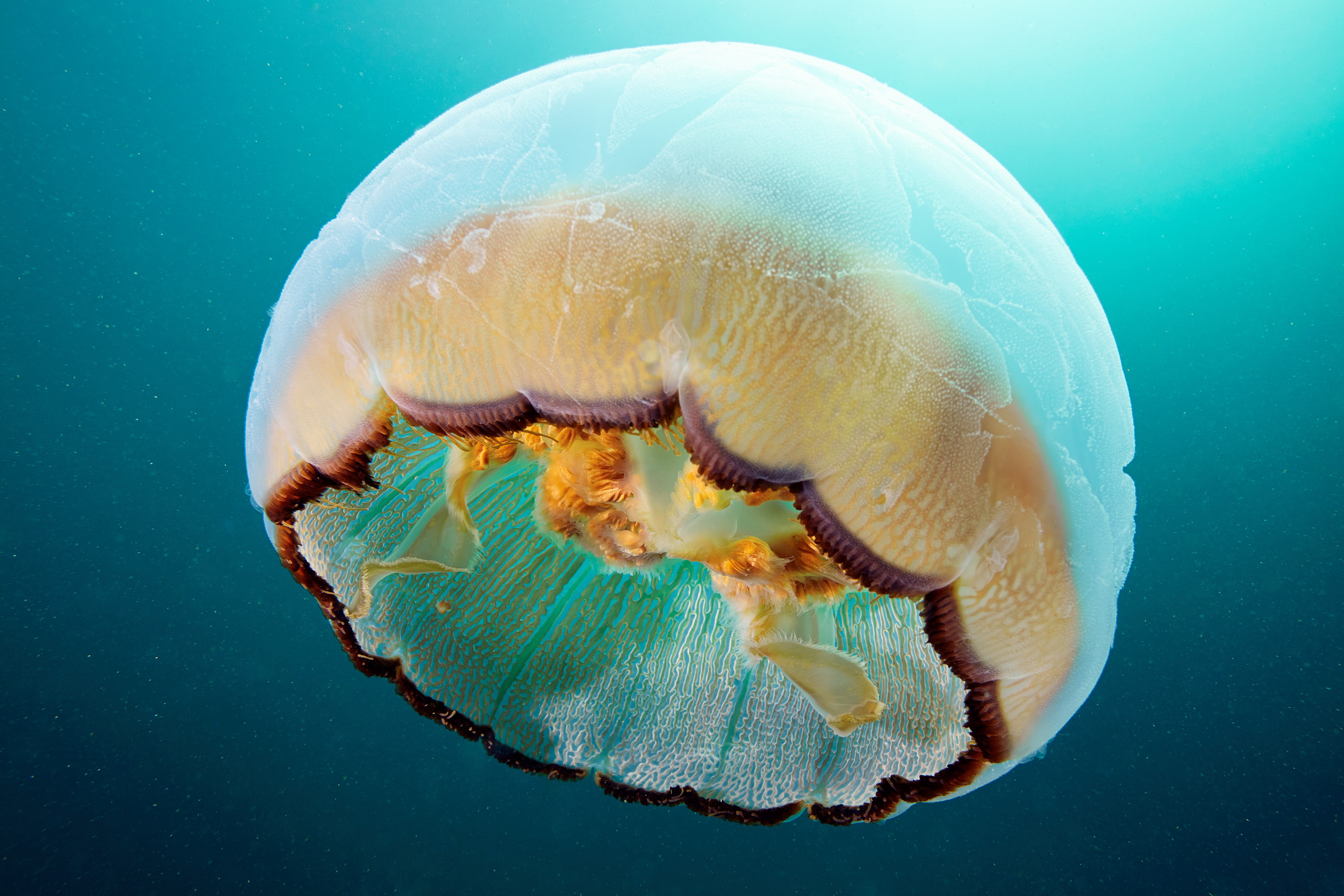 Scyphozoan jellyfish – Brown banded moon jellyfish – Aurelia limbata 2