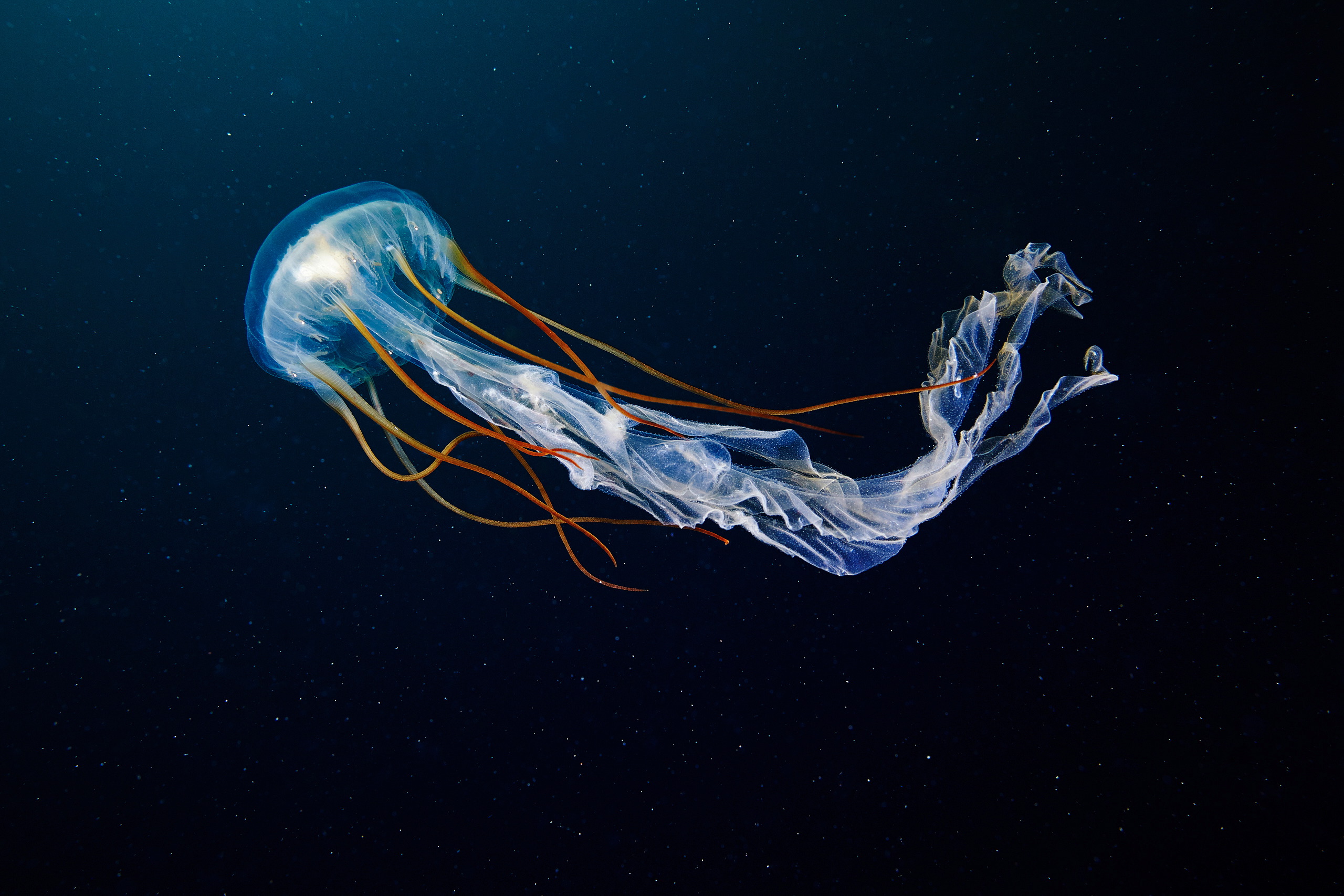 Scyphozoan jellyfish – Chrysaora spp 2