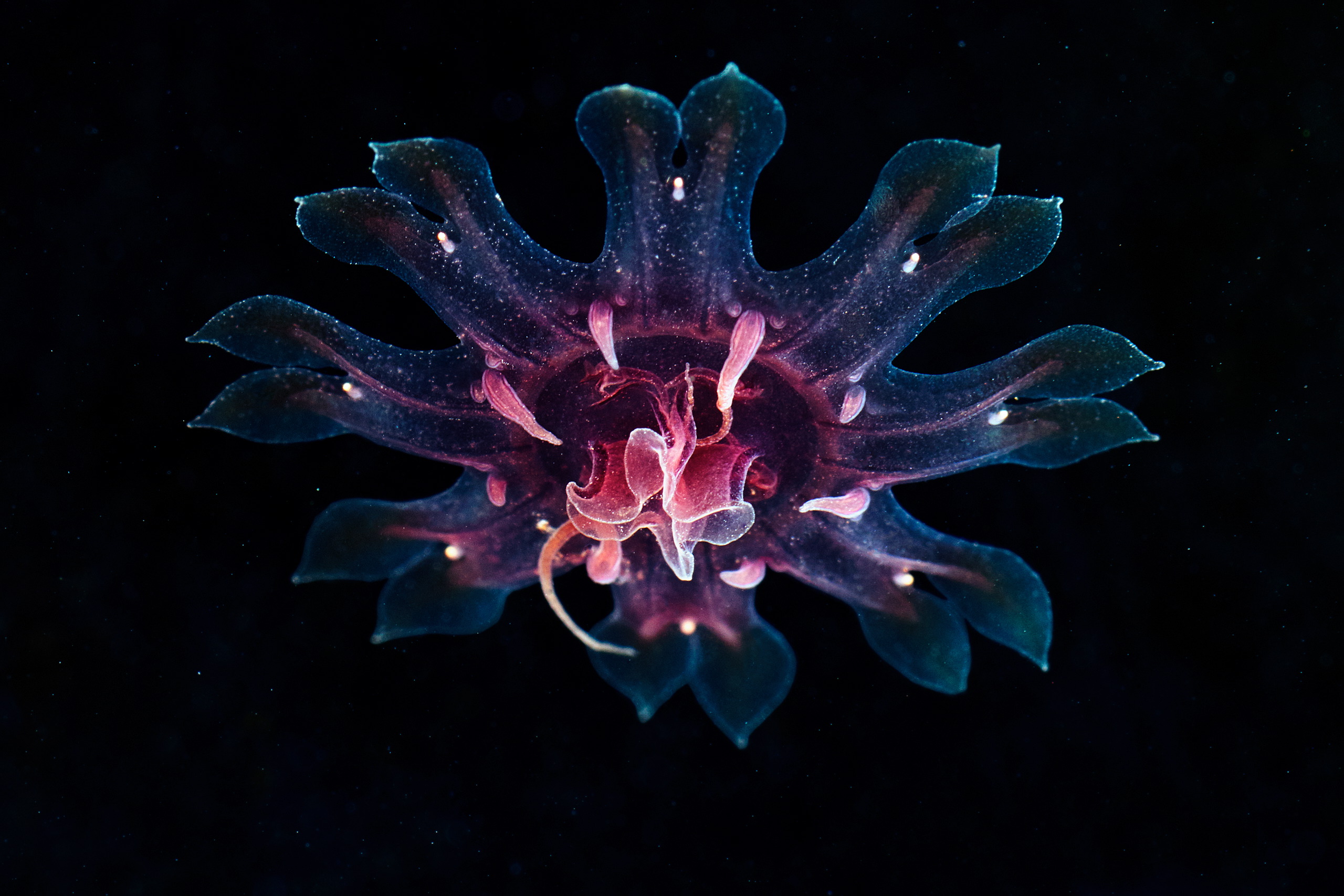 Scyphozoan jellyfish – Cyanea capillata ephyra