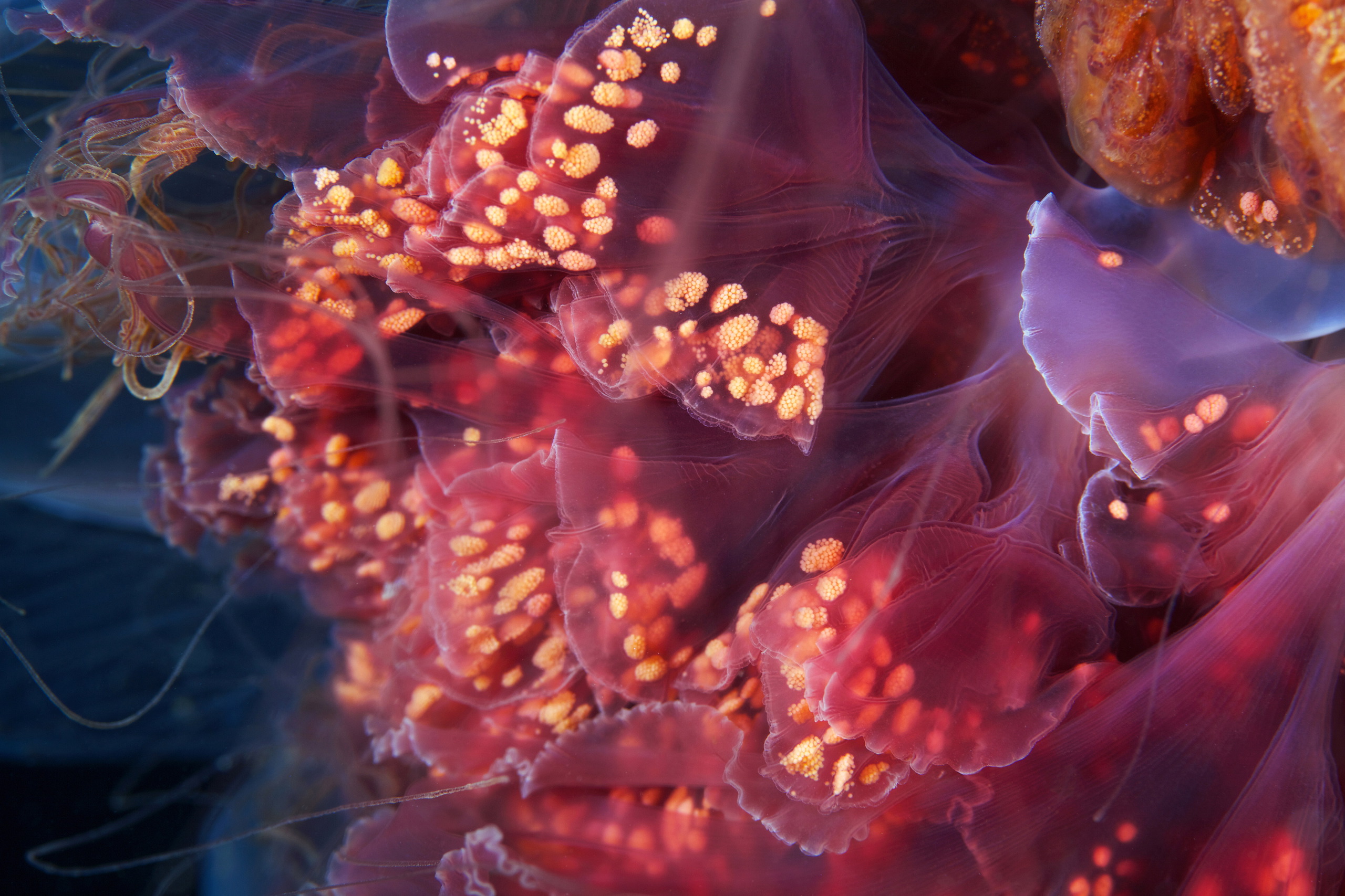 Scyphozoan jellyfish – Cyanea capillata under the dome 1