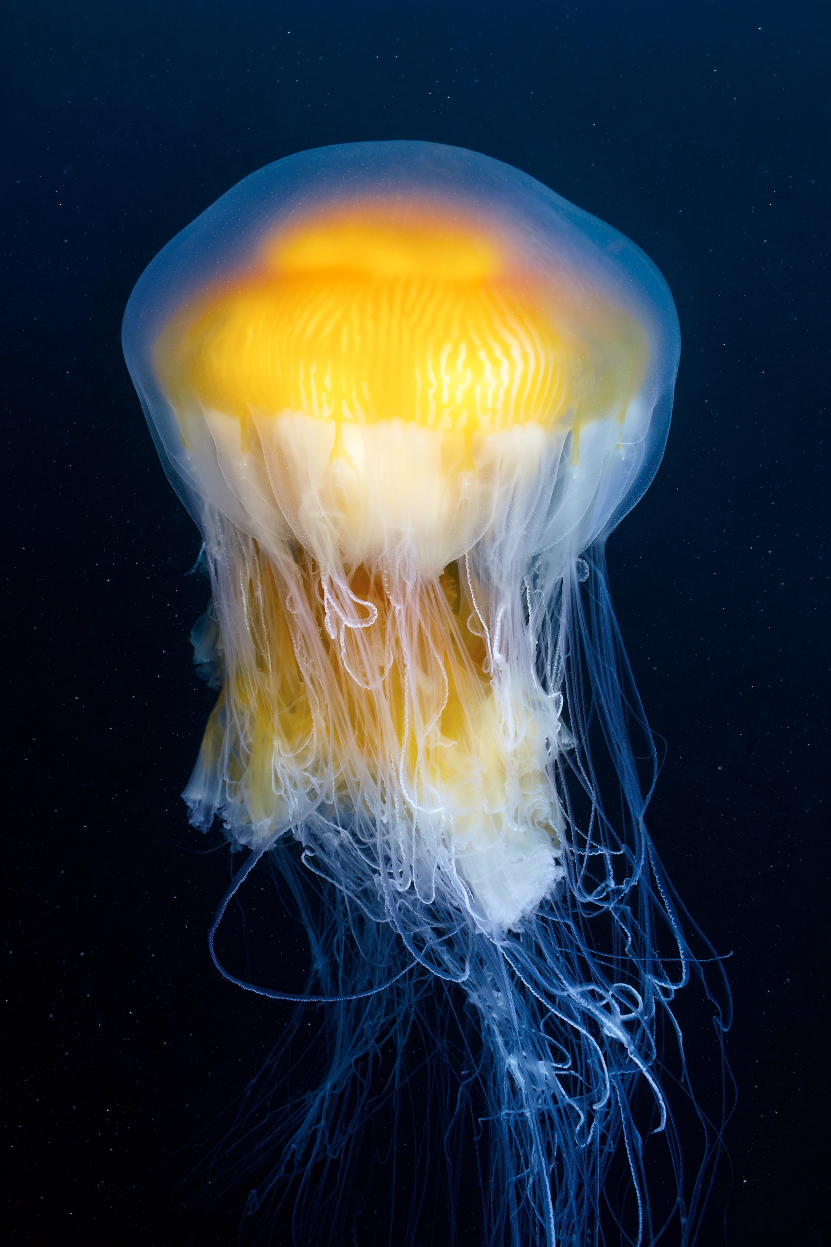 Scyphozoan jellyfish – Egg-yolk jellyfish – Phacellophora camtschatica 4