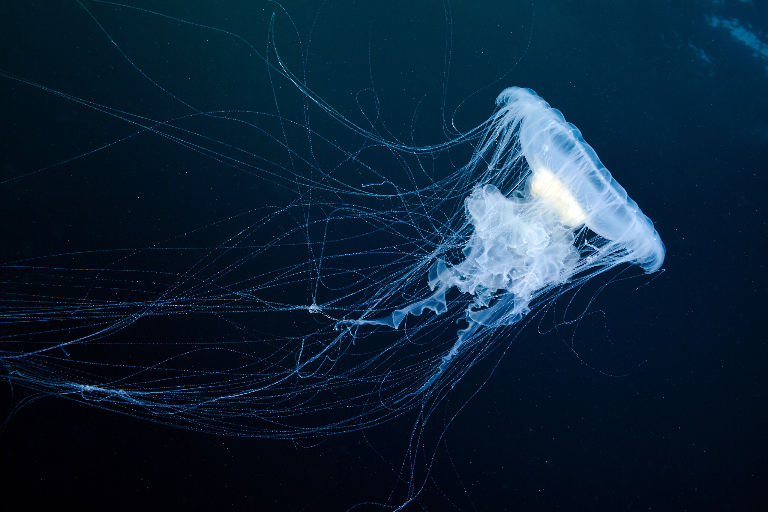 Scyphozoan jellyfish – Egg-yolk jellyfish – Phacellophora camtschatica 6