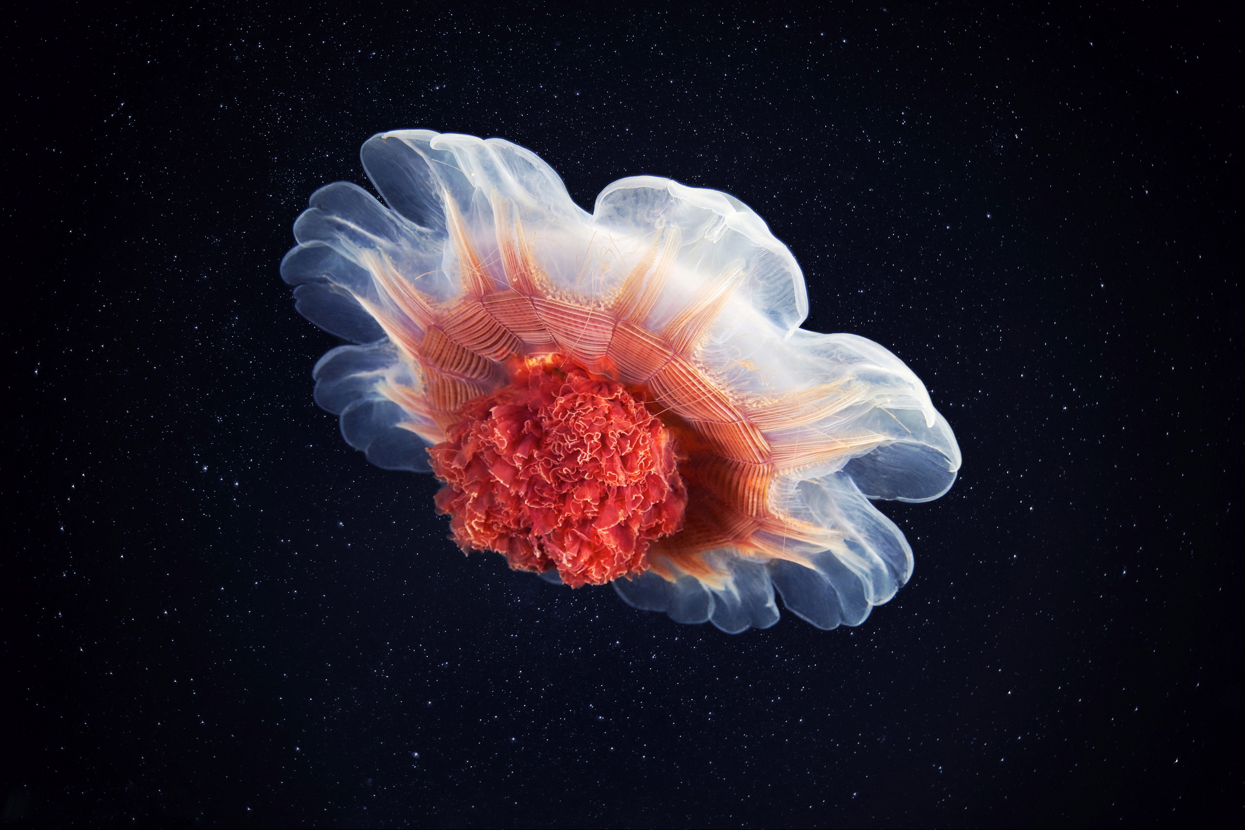 Scyphozoan jellyfish – Lion’s mane jellyfish – Cyanea capillata 01