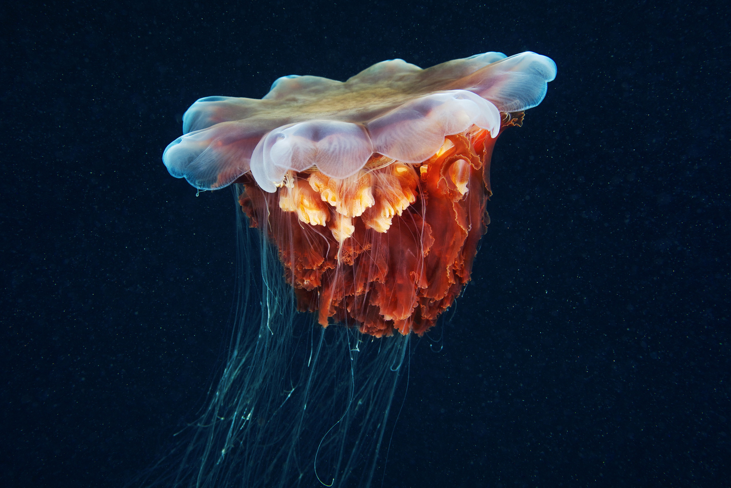 Scyphozoan jellyfish – Lion’s mane jellyfish – Cyanea capillata 02