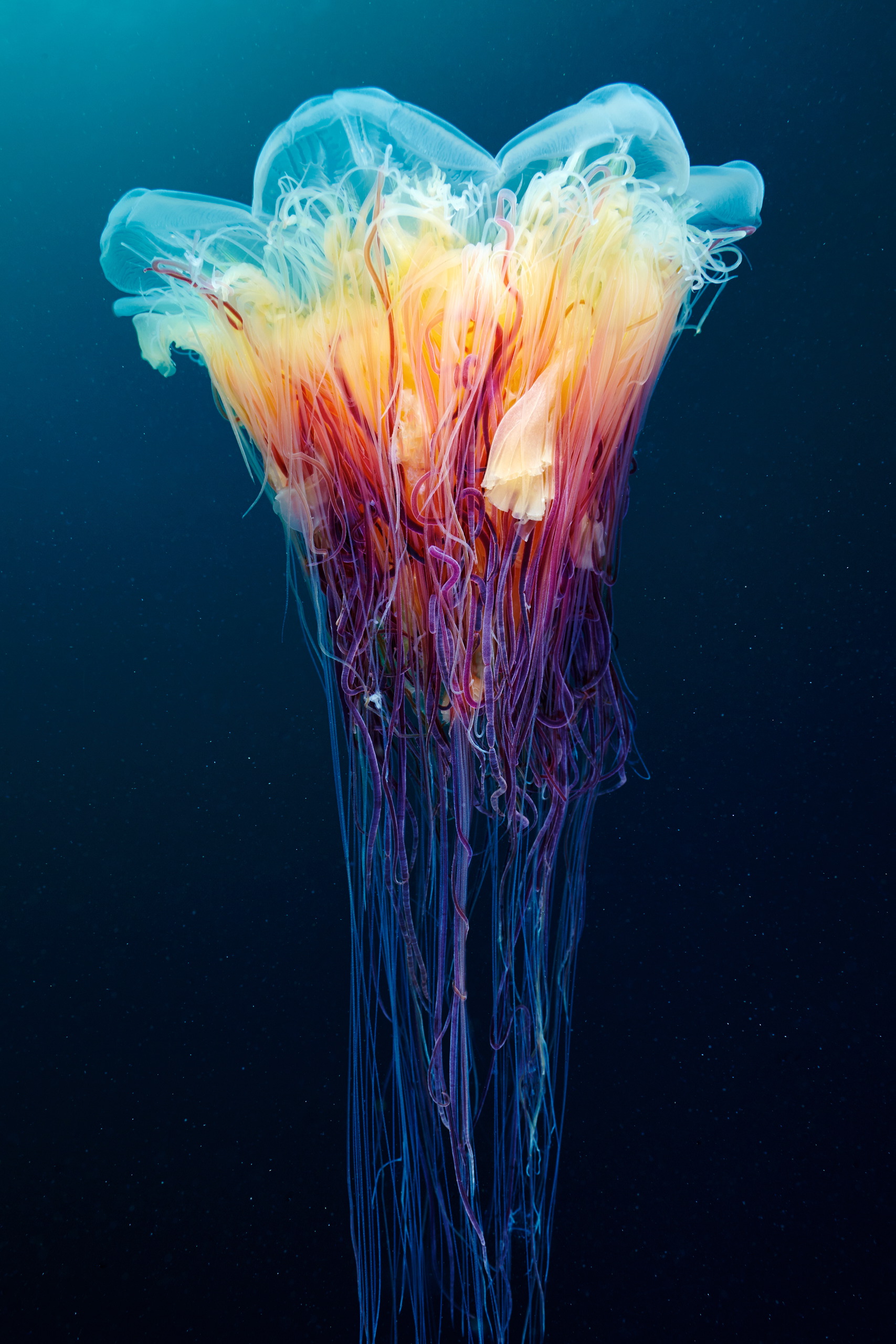 Scyphozoan jellyfish – Lion’s mane jellyfish – Cyanea capillata 06