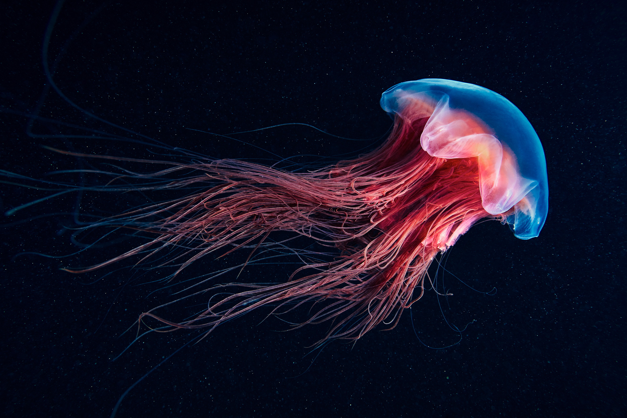 Scyphozoan jellyfish – Lion’s mane jellyfish – Cyanea capillata 08