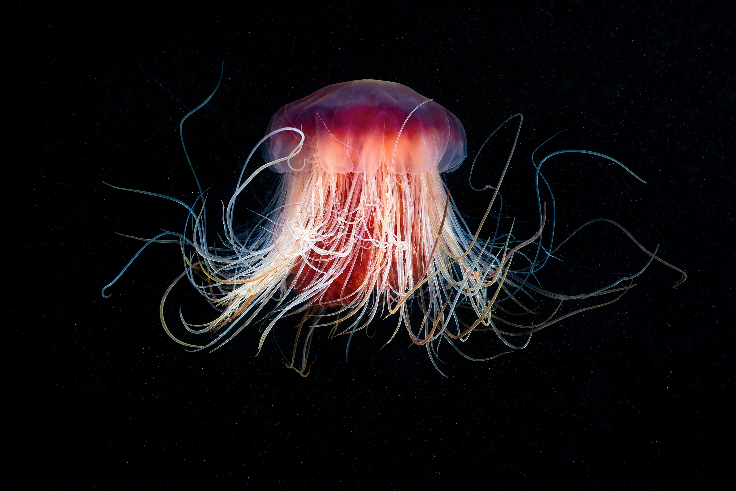 Scyphozoan jellyfish – Lion’s mane jellyfish – Cyanea capillata 12