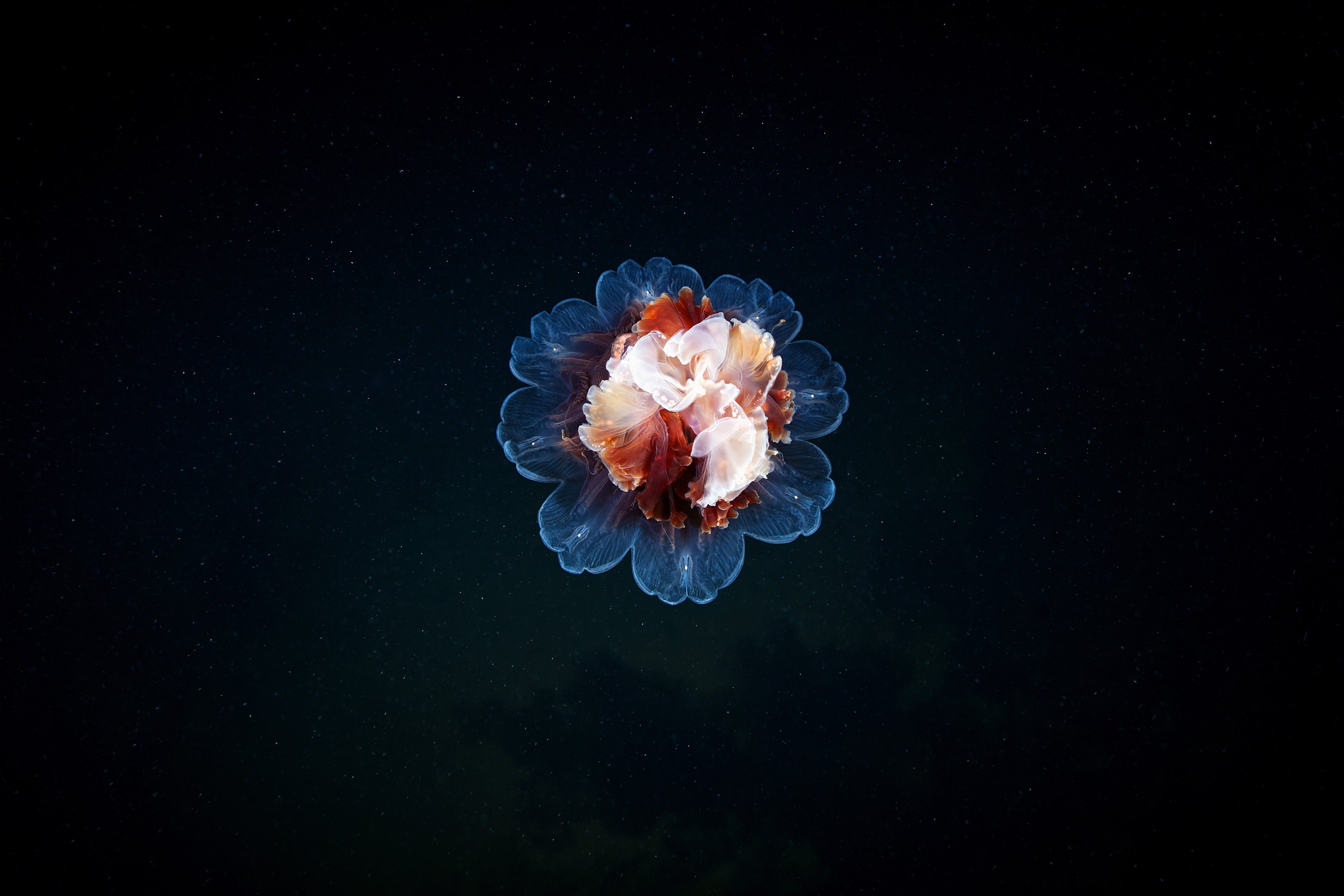 Scyphozoan jellyfish – Lion’s mane jellyfish – Cyanea capillata 14