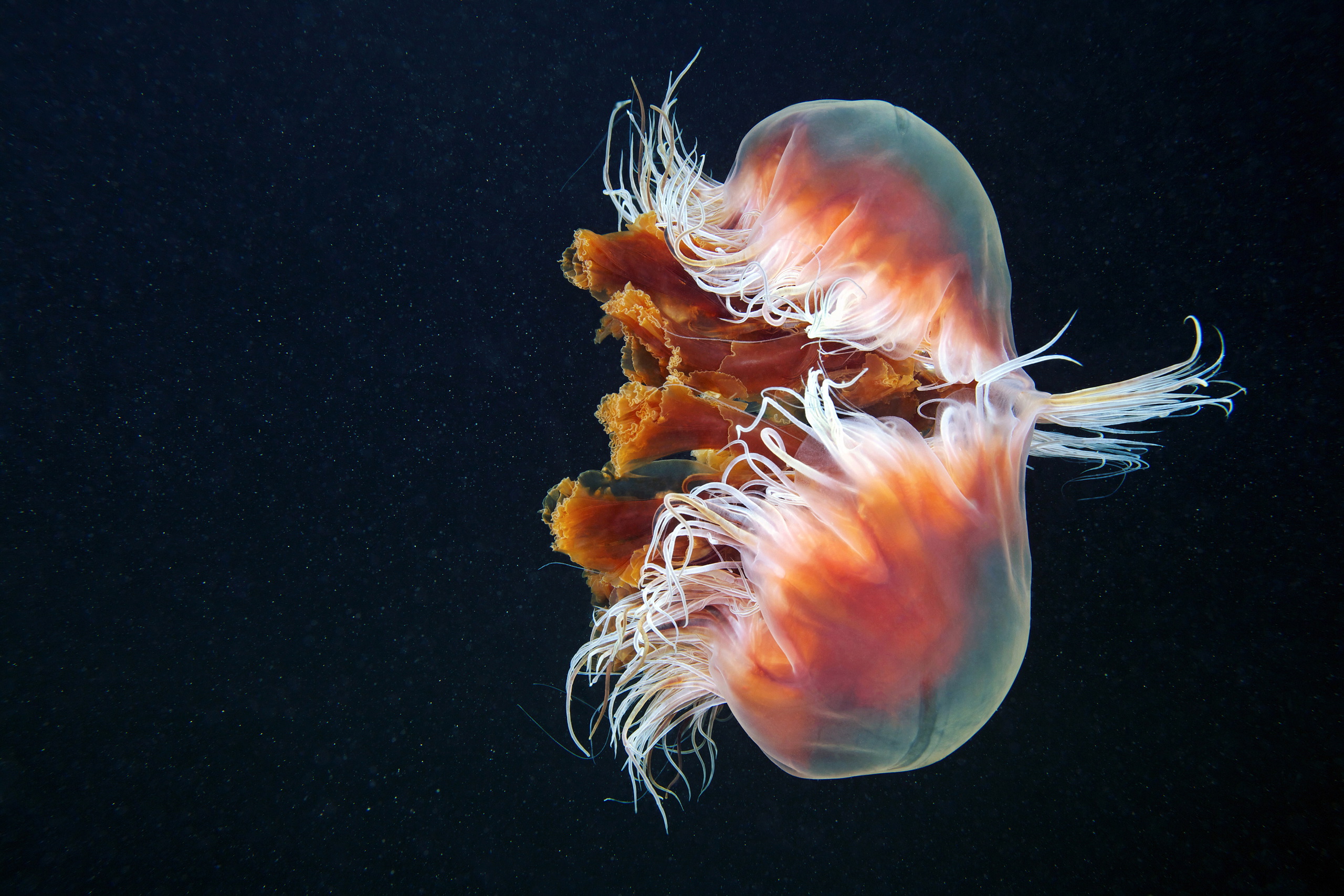 Scyphozoan jellyfish – Lion’s mane jellyfish – Cyanea capillata reflection