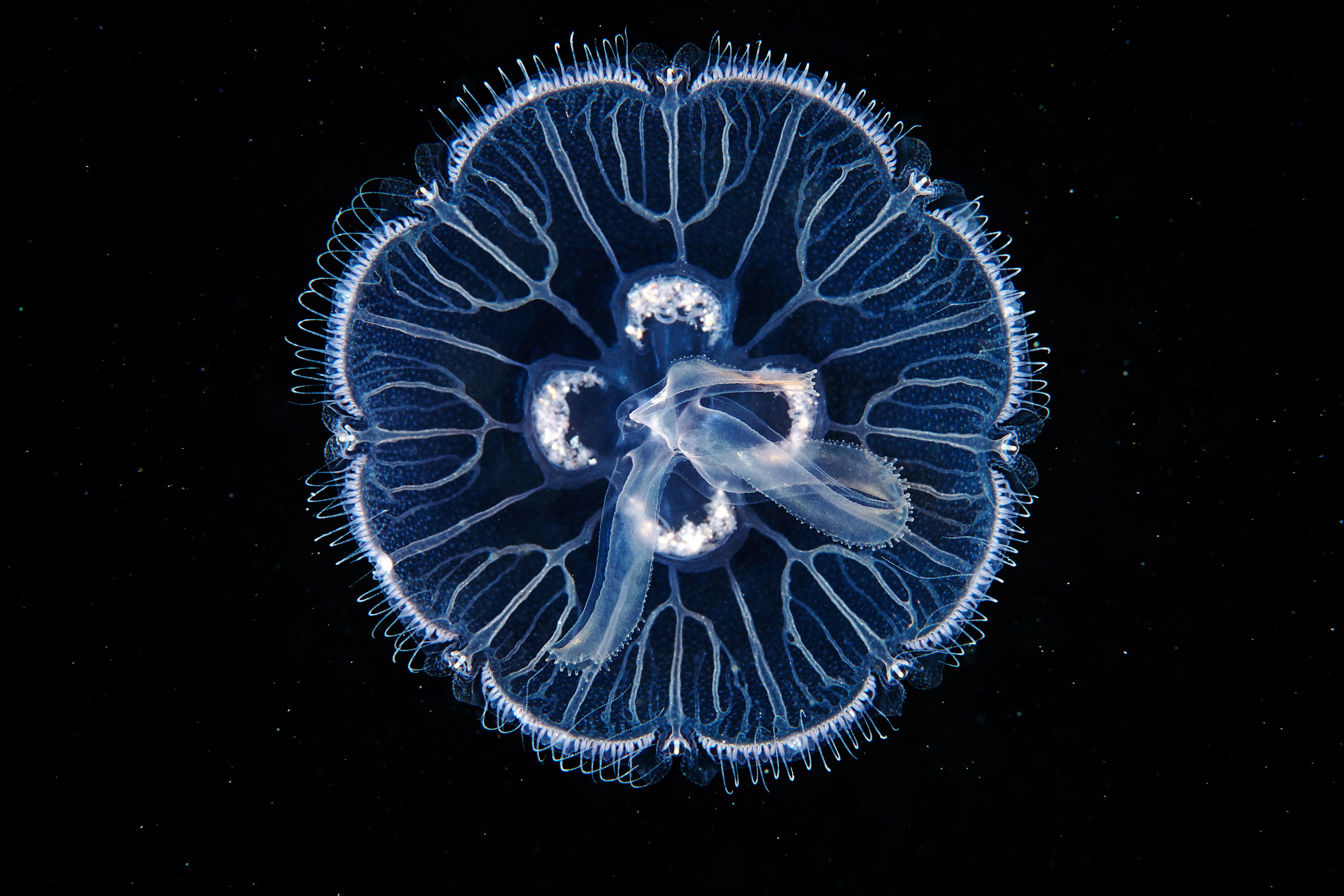 Scyphozoan jellyfish – Moon jellyfish – Aurelia aurita 02